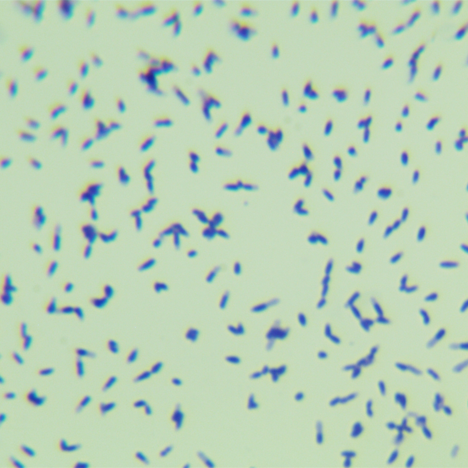 Mycobacterium genus-BNCC
