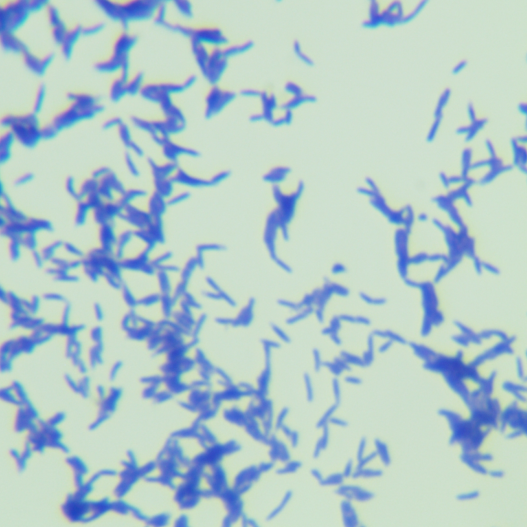 Salmon loving Mycobacterium-BNCC