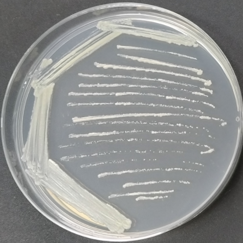 Salmon loving Mycobacterium-BNCC