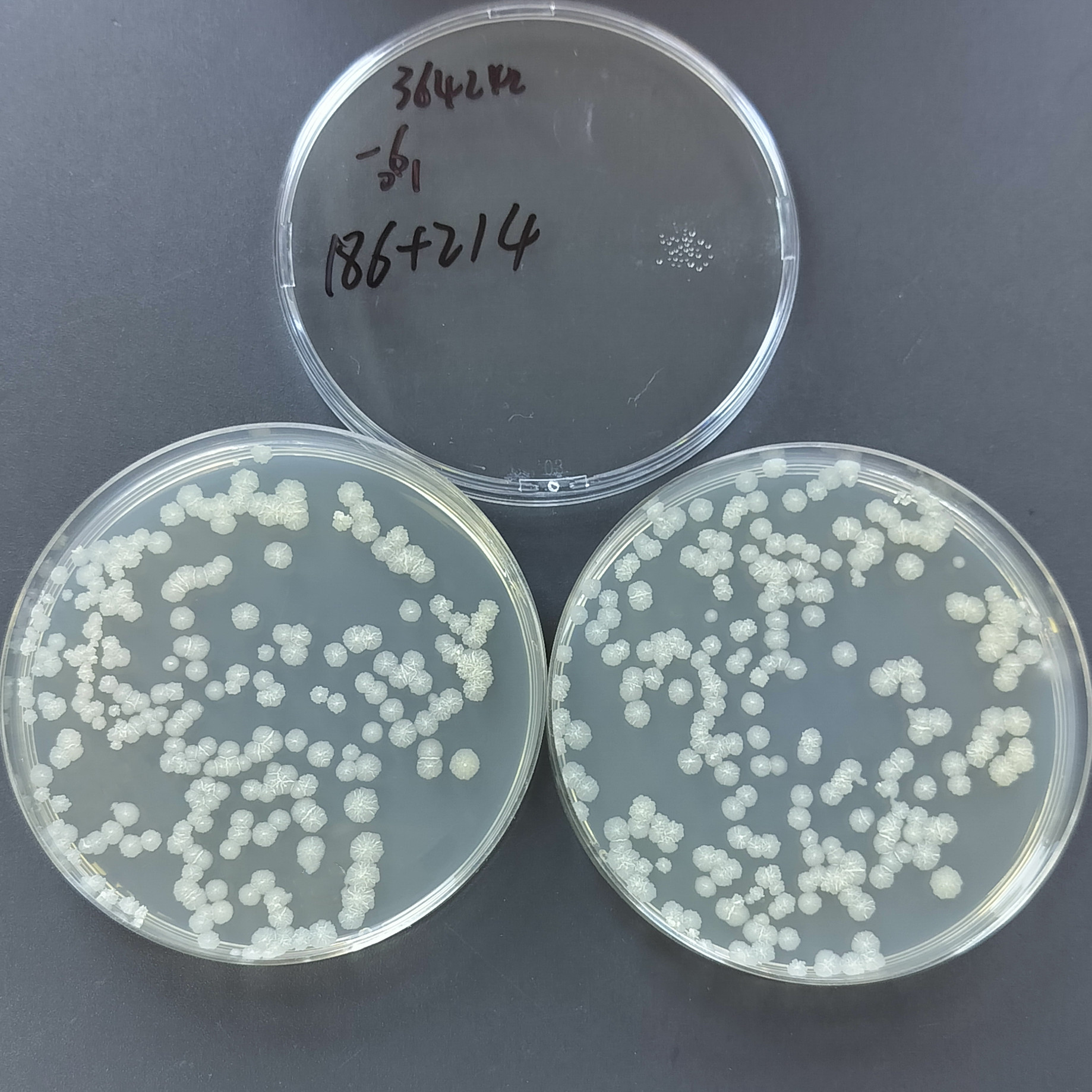 Mycobacterium smegmatis-BNCC