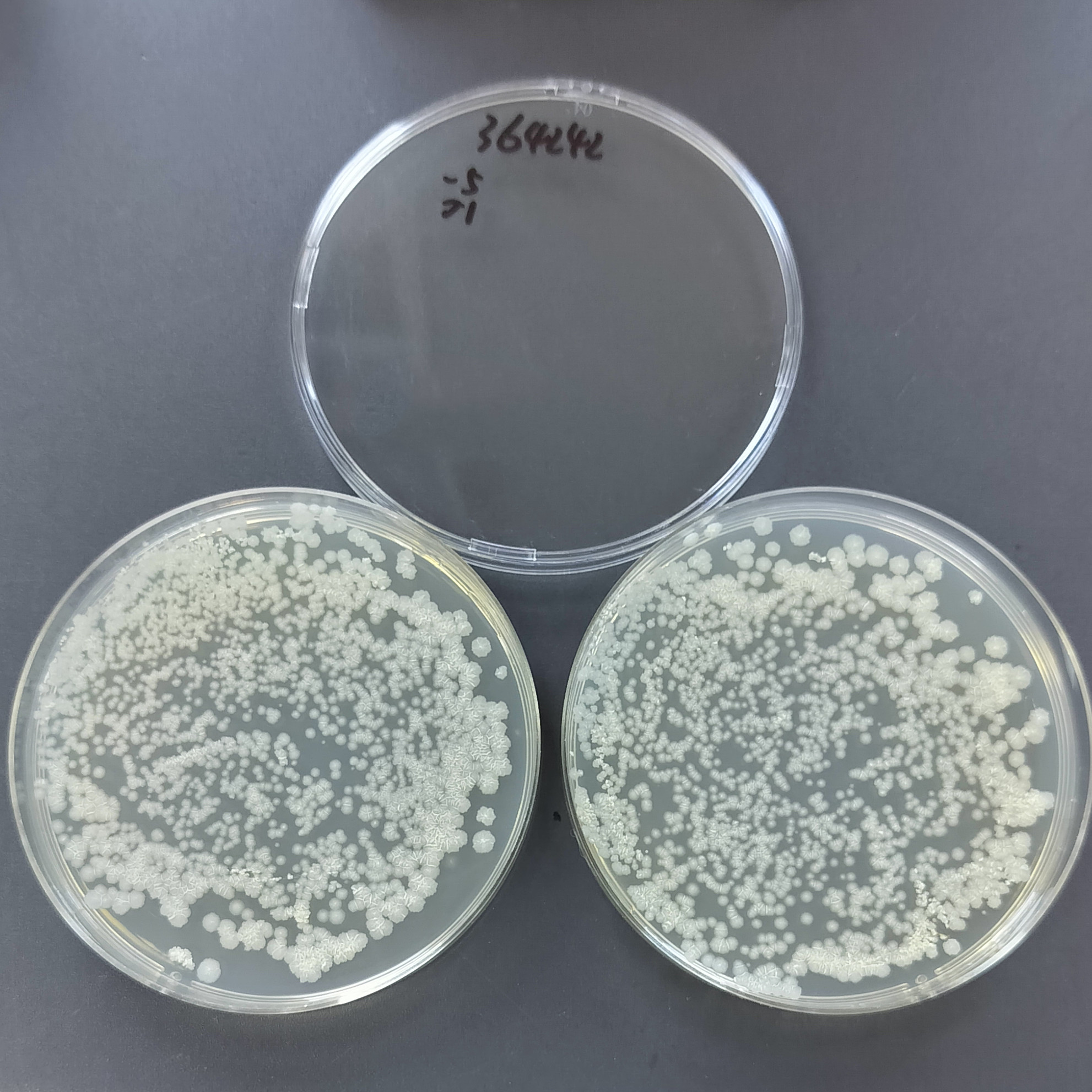 Mycobacterium smegmatis-BNCC