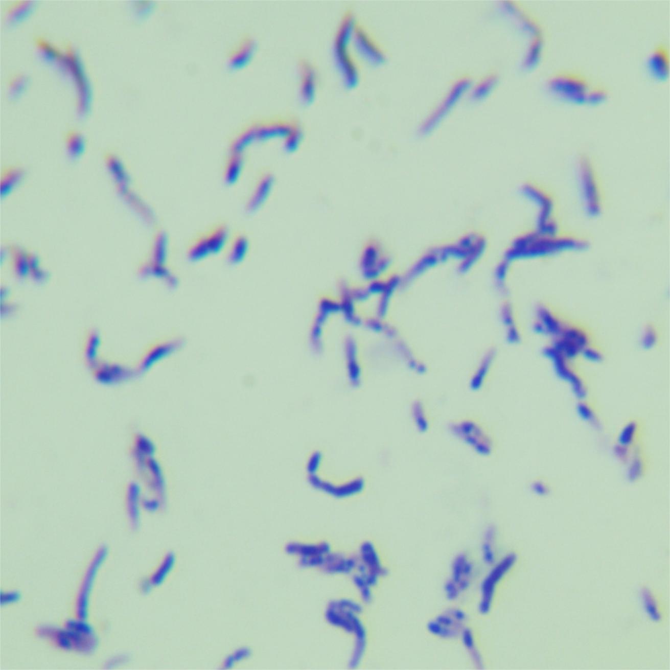 Mycobacterium smegmatis-BNCC