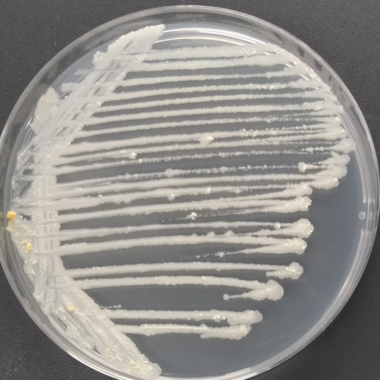 Mycobacterium smegmatis-BNCC