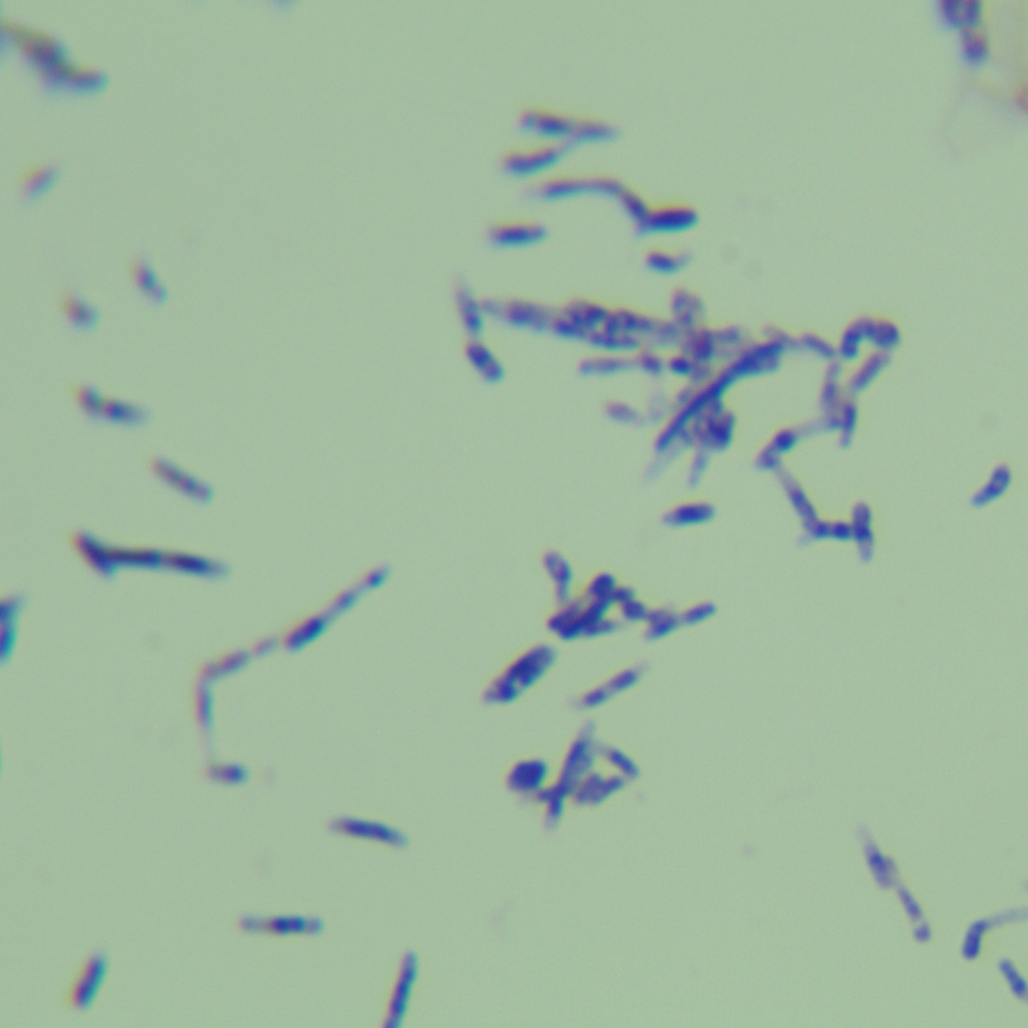 Mycobacterium smegmatis-BNCC