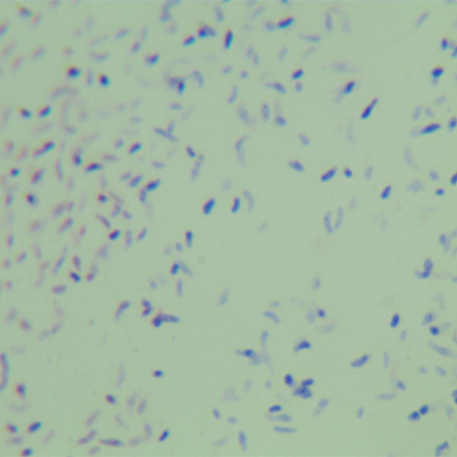 Mycobacterium genus-BNCC