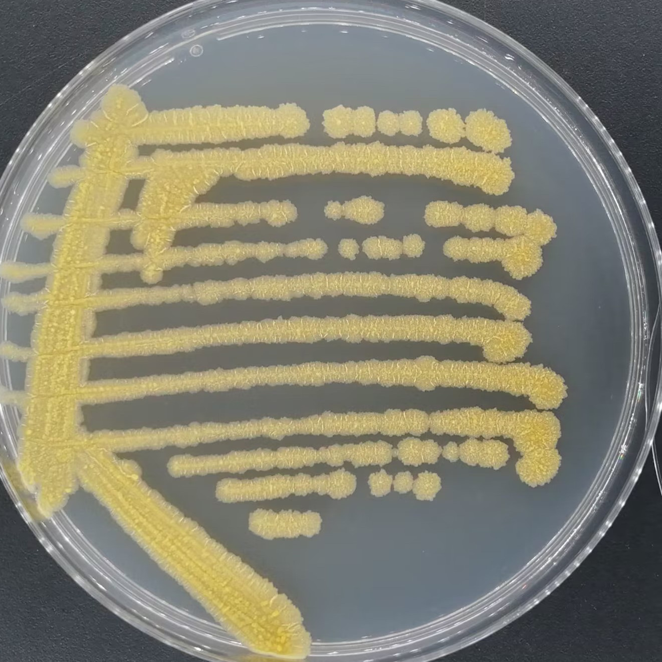 Mycobacterium genus-BNCC