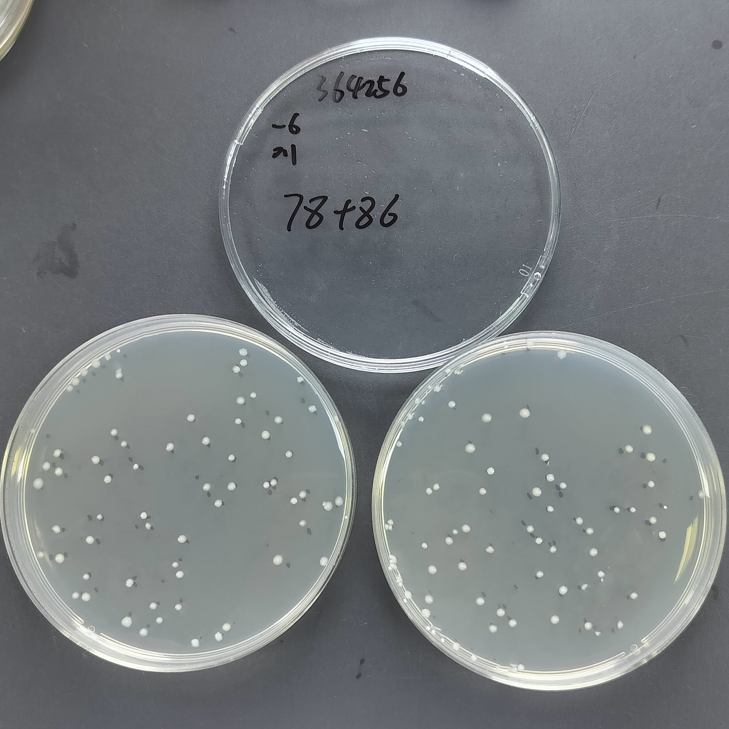 Gastric mycobacteria-BNCC