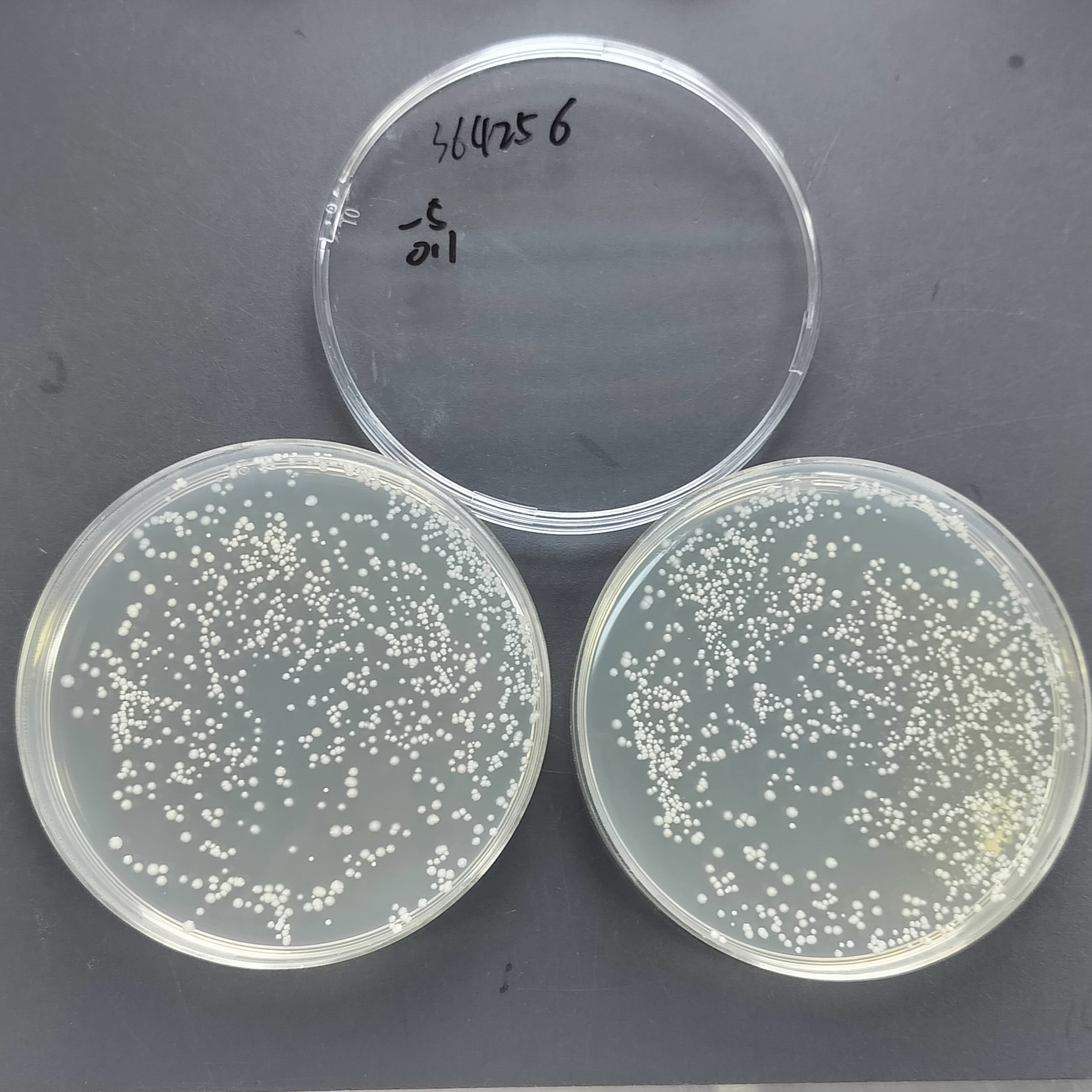 Gastric mycobacteria-BNCC