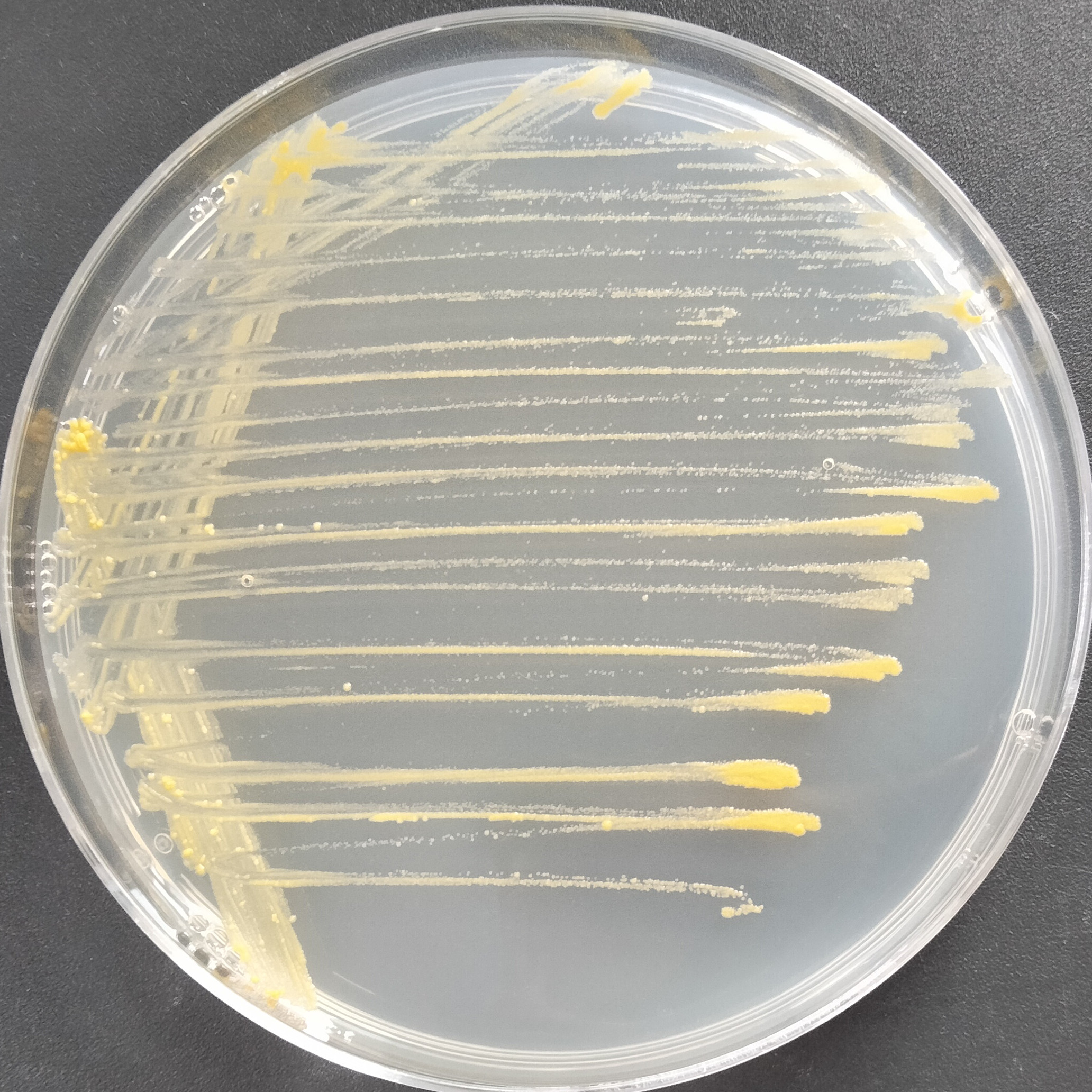 Mycobacterium fluorescens-BNCC