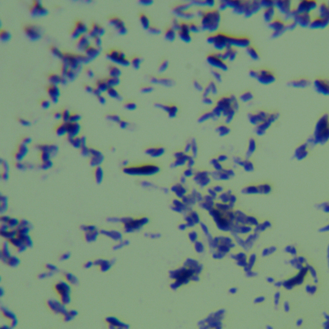 Mycobacterium fluorescens-BNCC