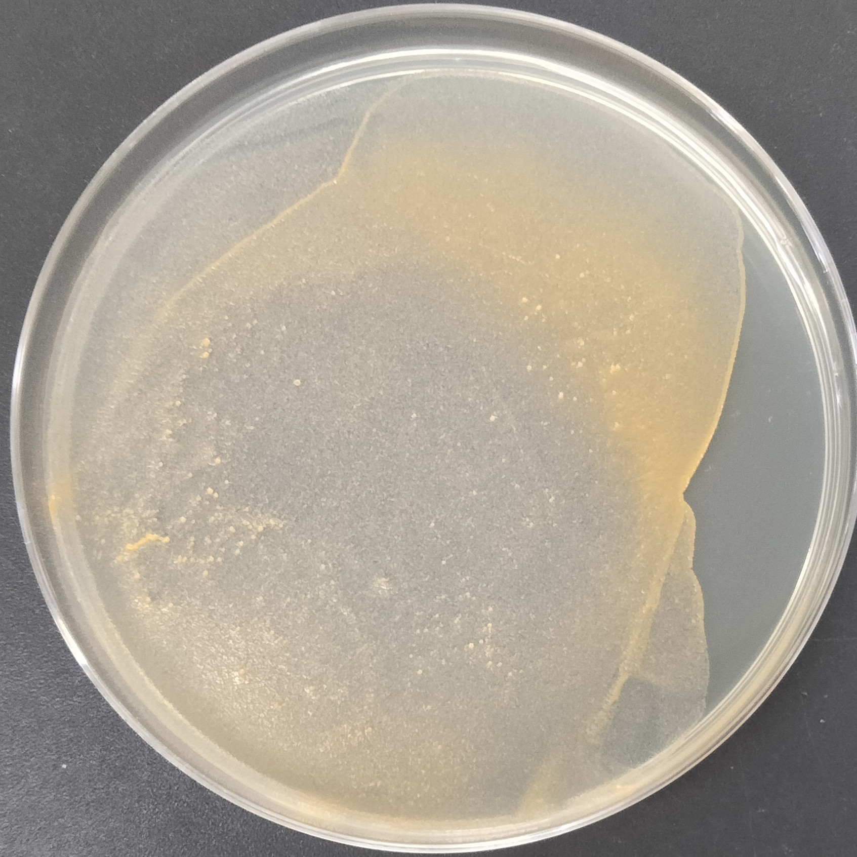 Chlorophenol red mycobacteria-BNCC