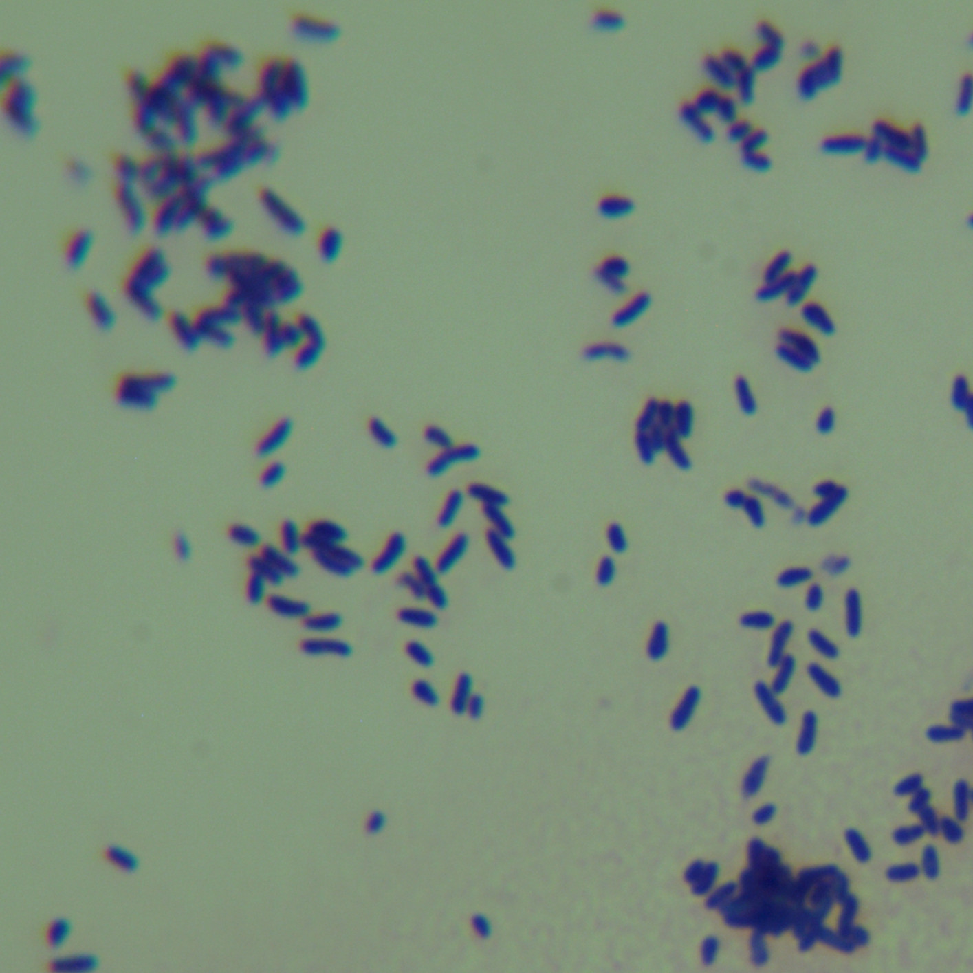 Chlorophenol red mycobacteria-BNCC