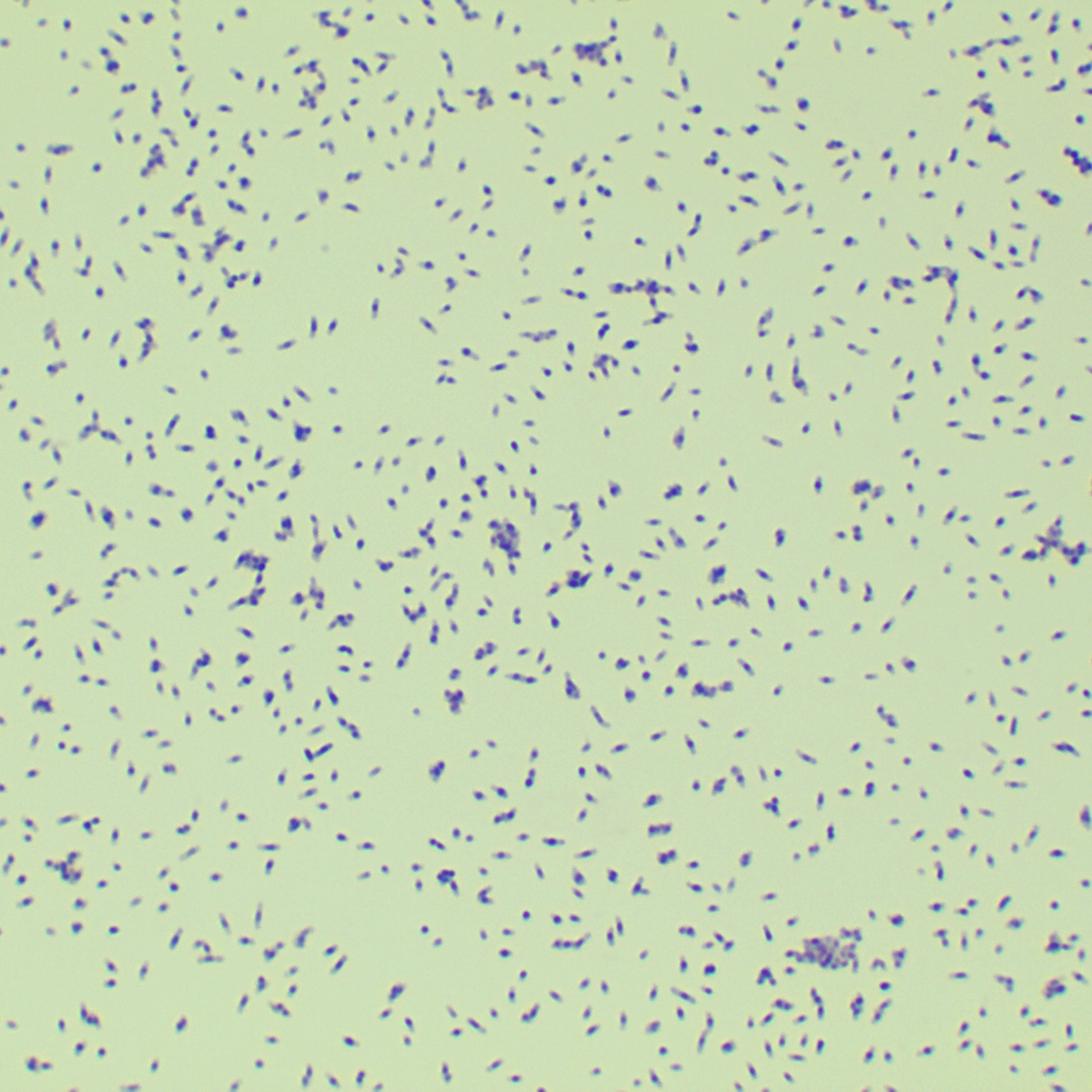 Mycobacterium flavum-BNCC