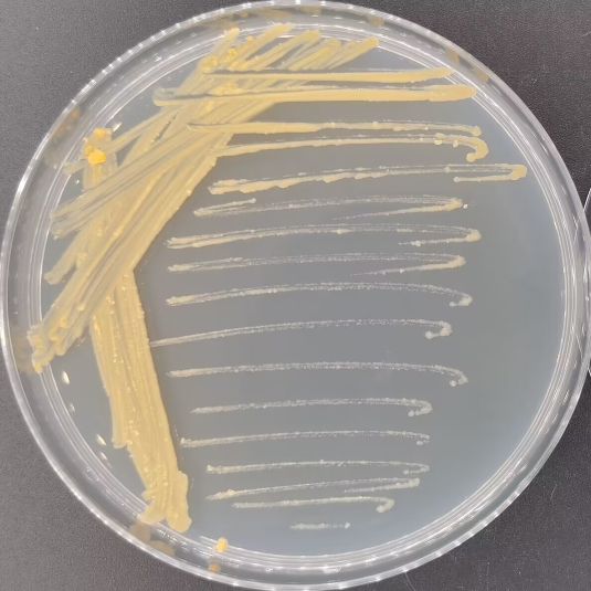 Mycobacterium flavum-BNCC