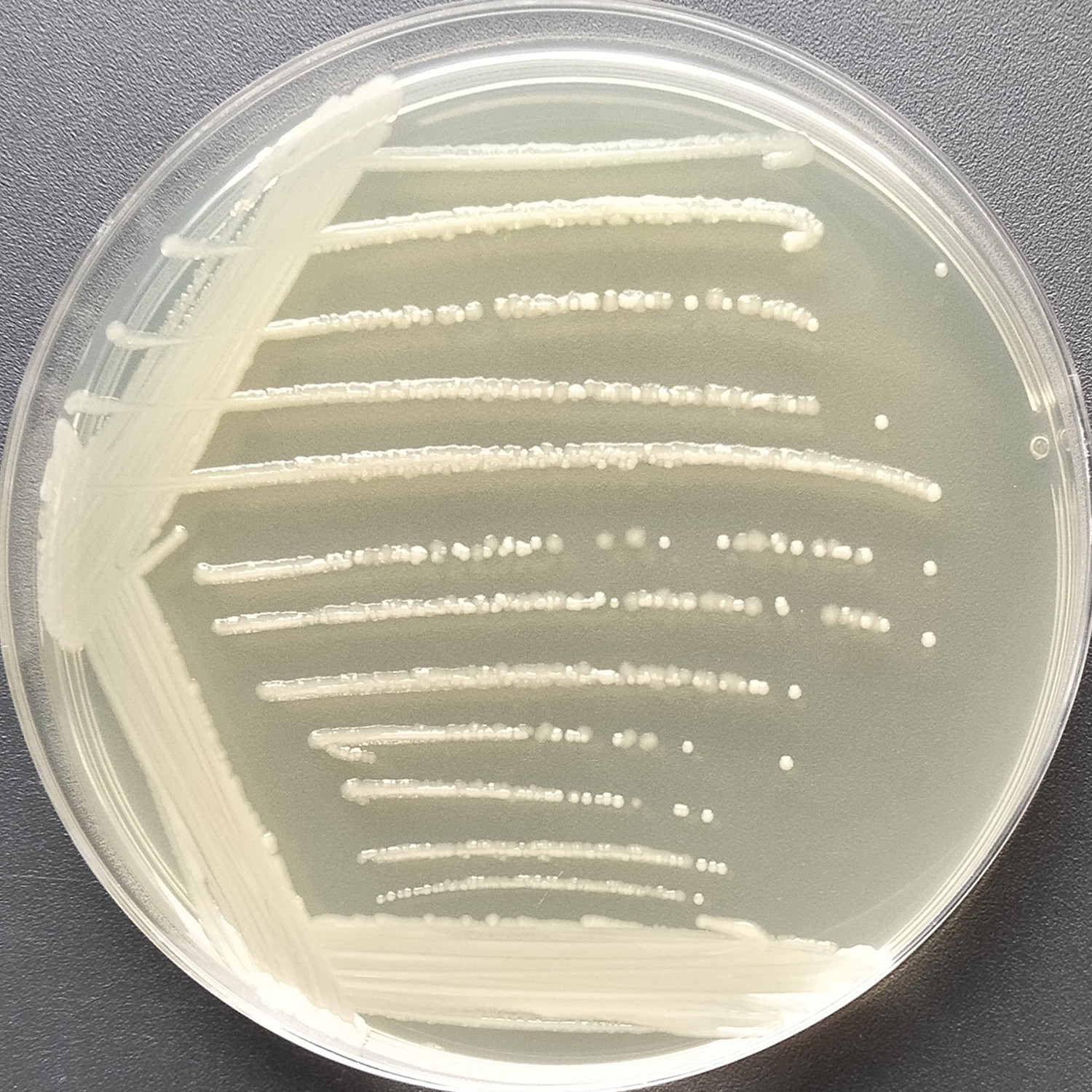 Escherichia coli-BNCC