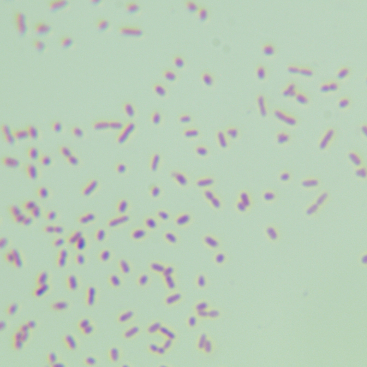 Escherichia coli-BNCC