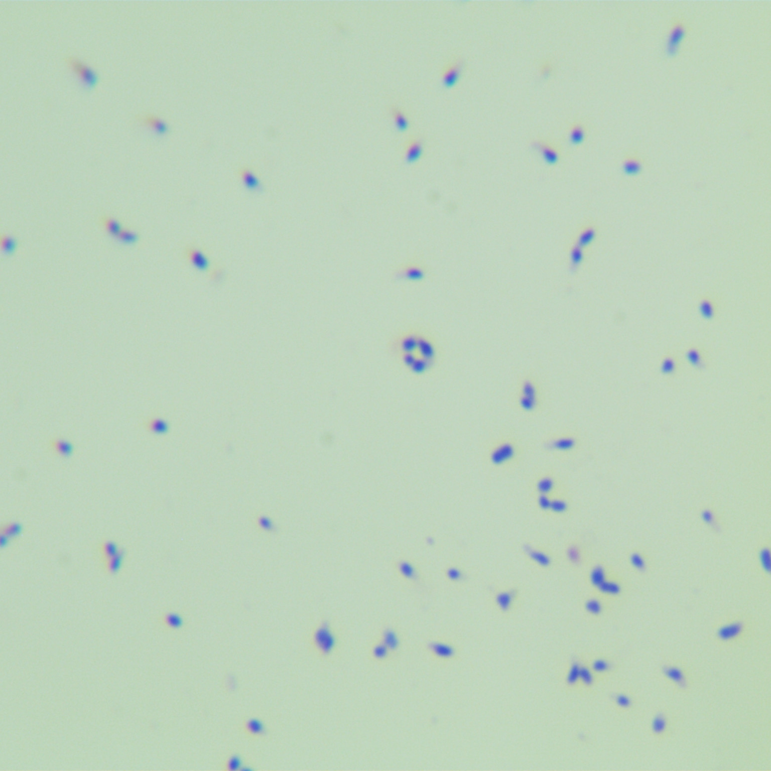 Confluent Mycobacterium-BNCC