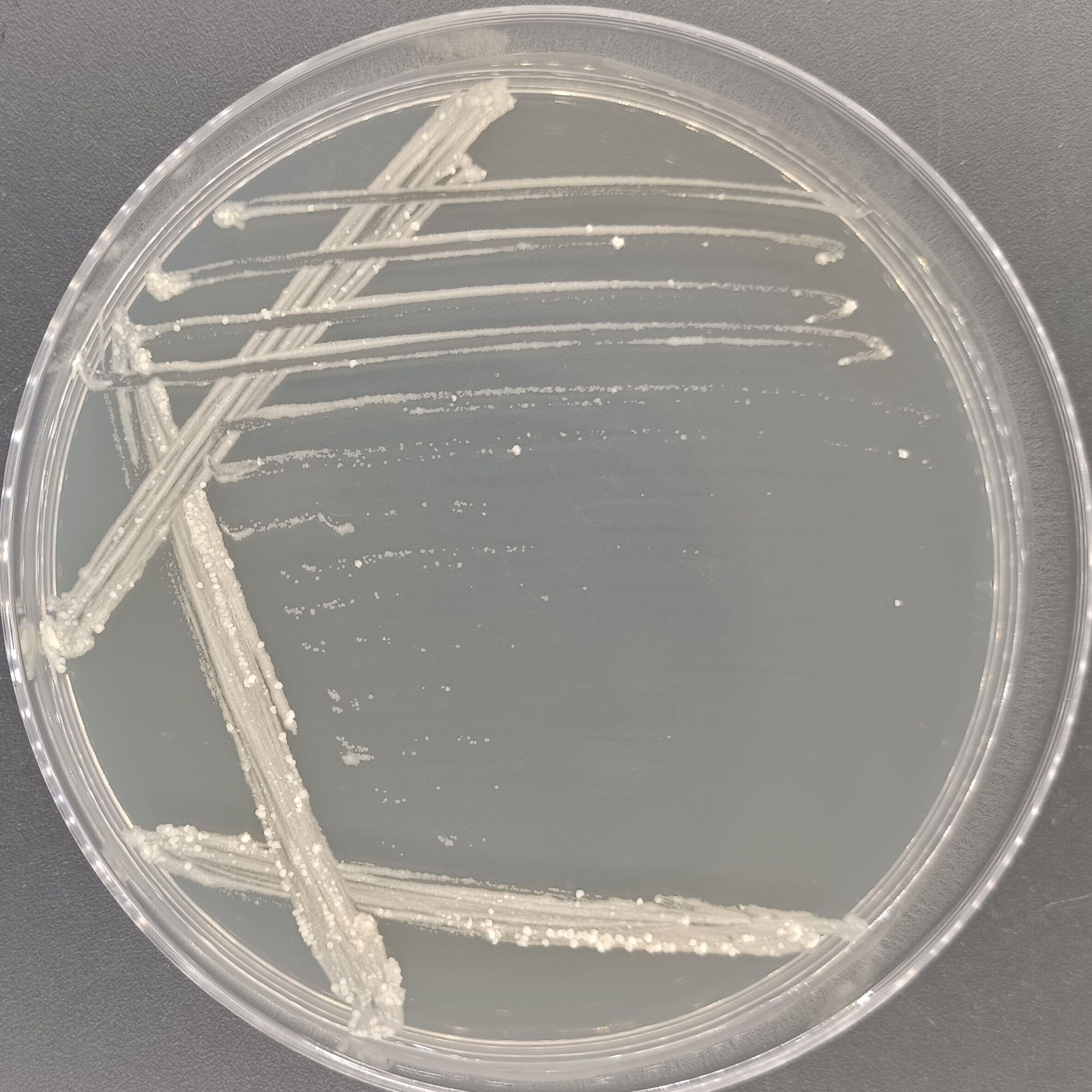 Confluent Mycobacterium-BNCC