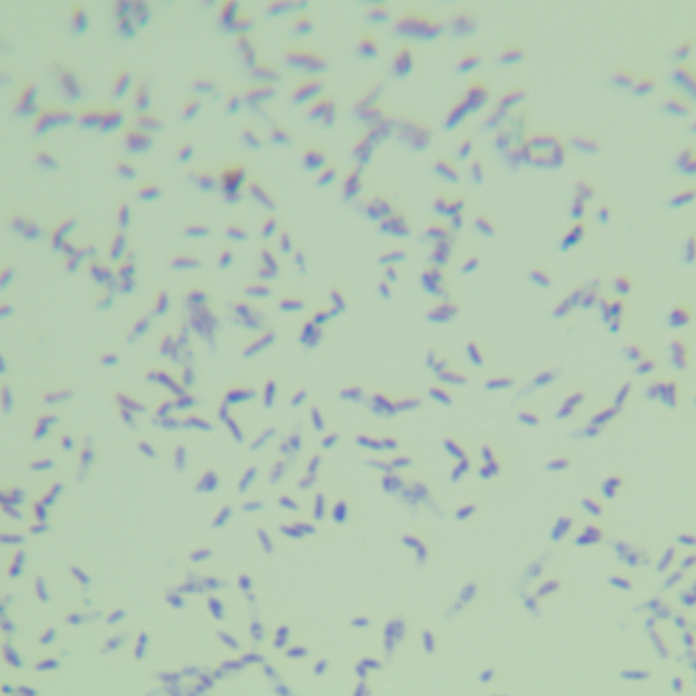 New golden mycobacteria-BNCC