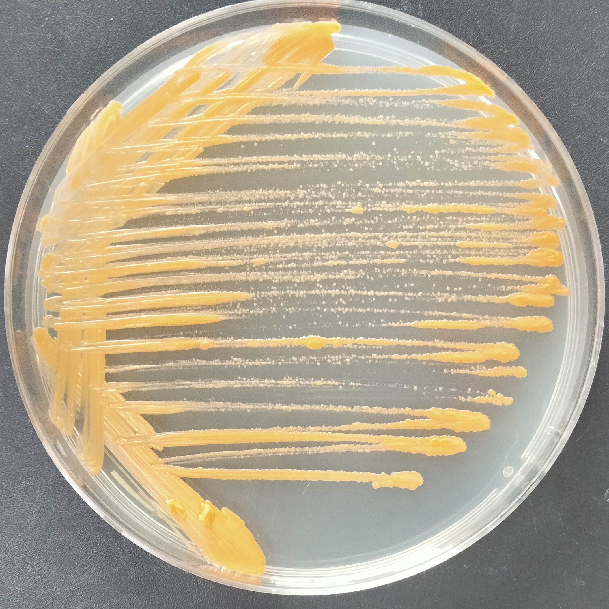 Mycobacterium Auburn-BNCC