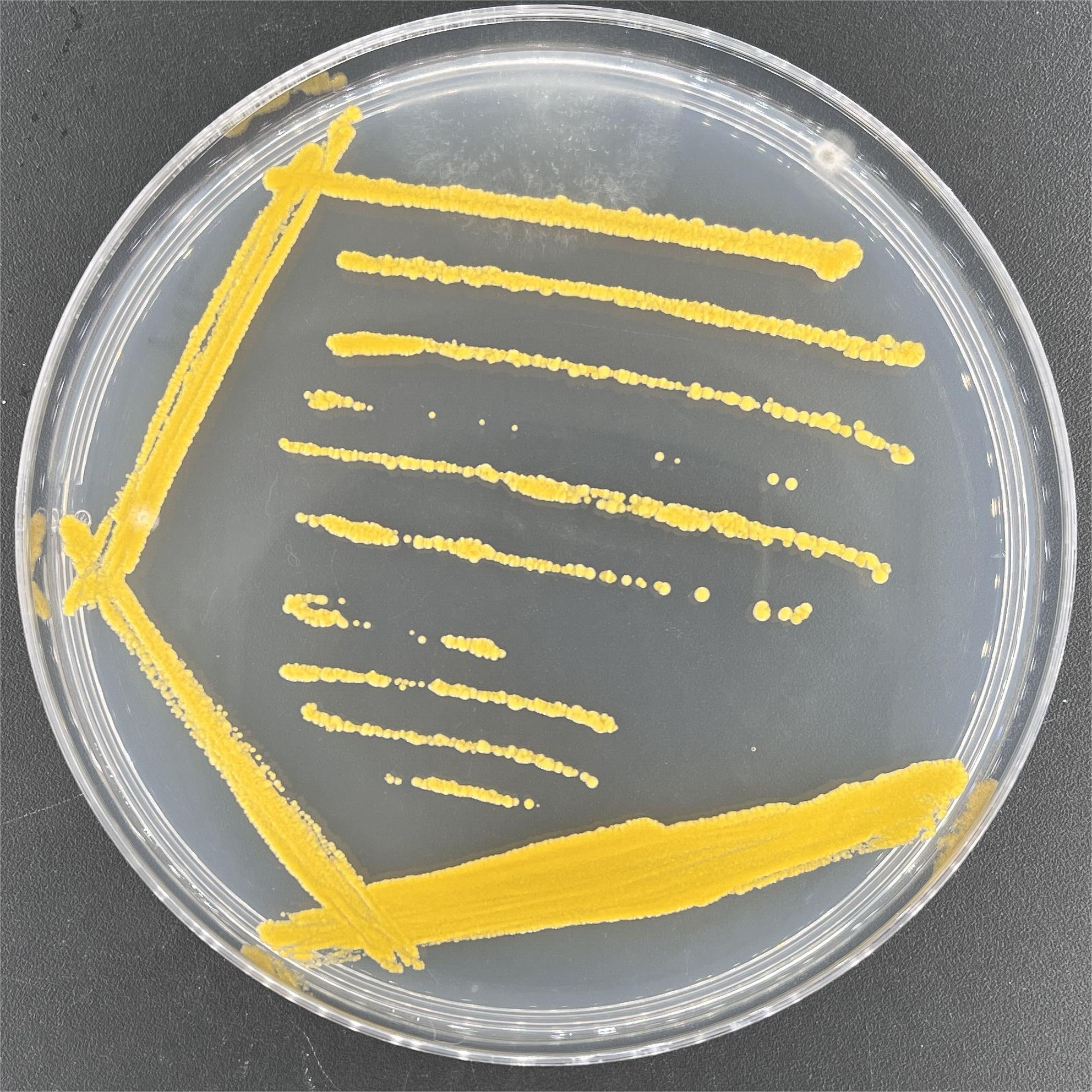 Bacillus subtilis-BNCC