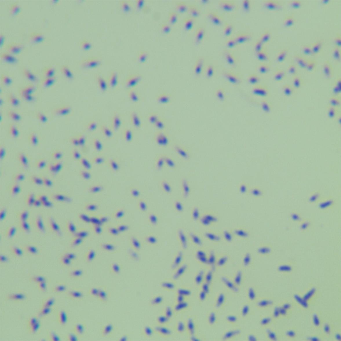Bacillus subtilis-BNCC
