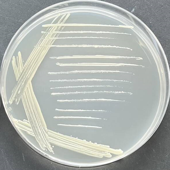 Bacteroides difficile-BNCC