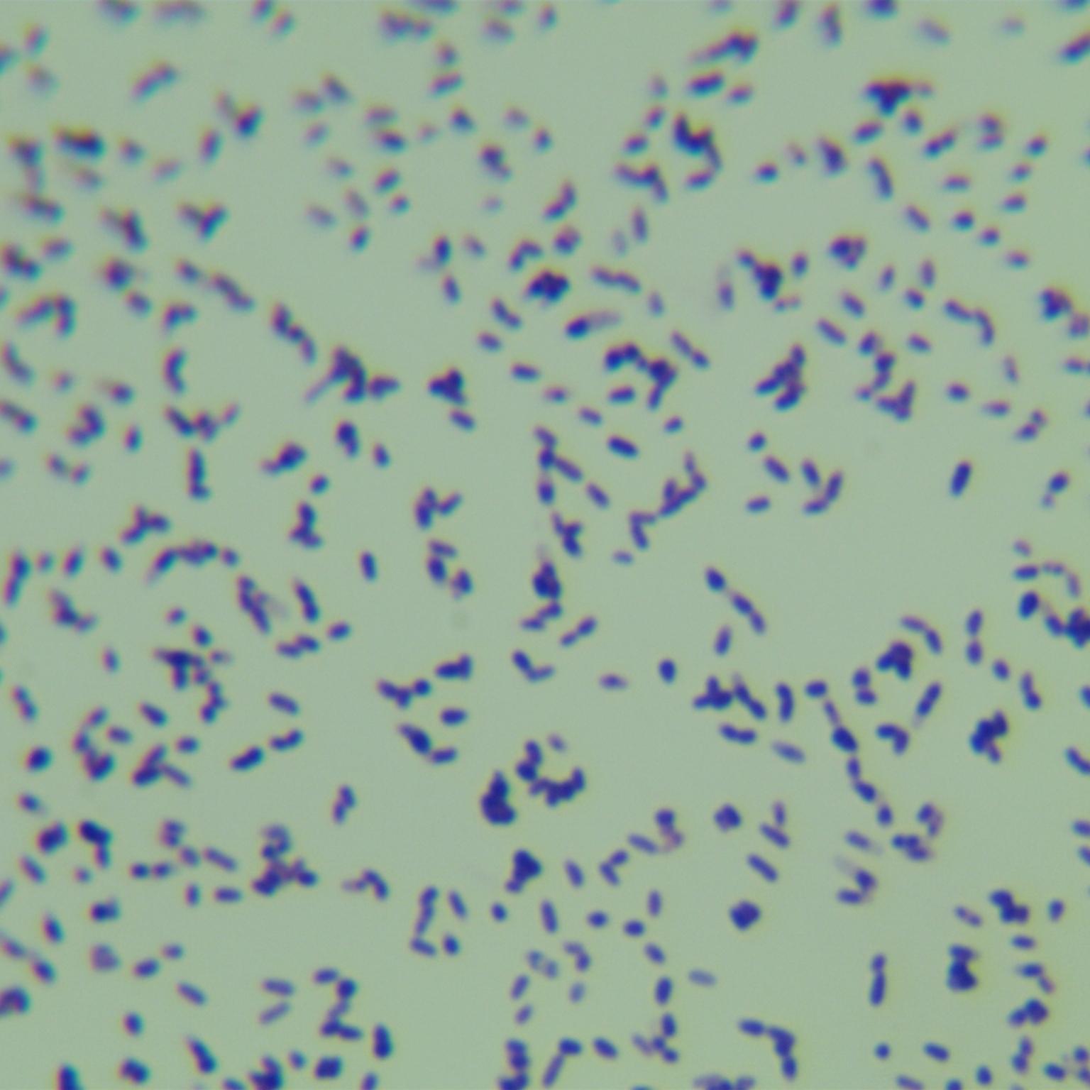 Bacteroides difficile-BNCC