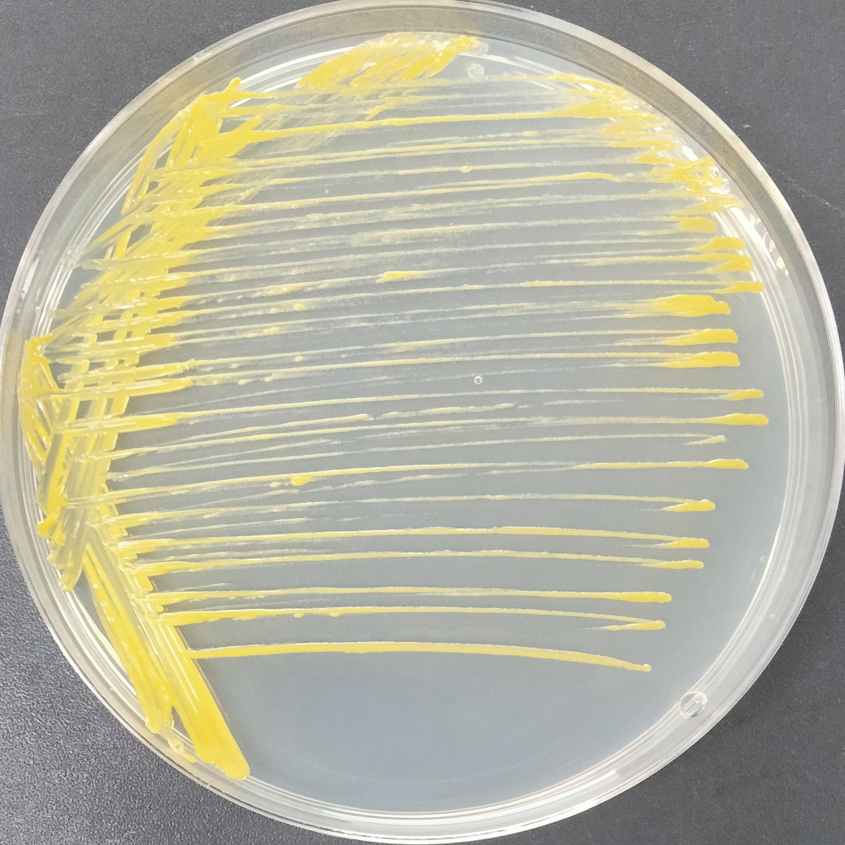 Kochi mycobacteria-BNCC