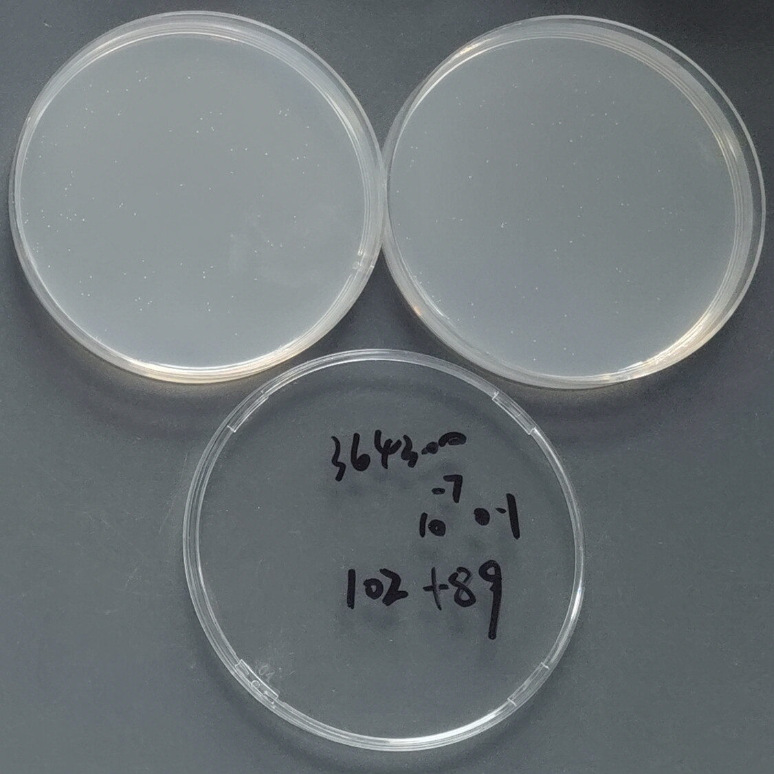 Gordon's mycobacteria-BNCC