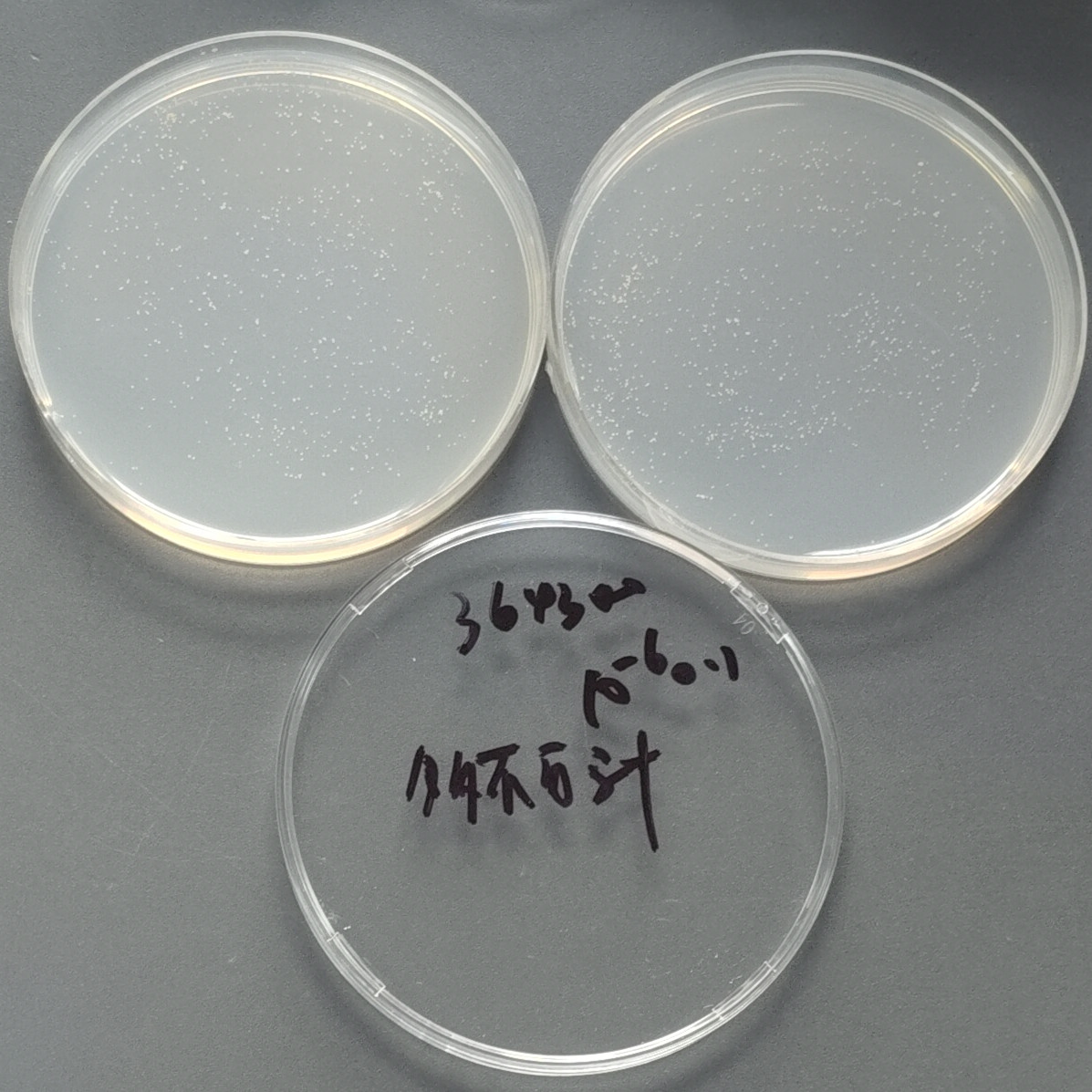 Gordon's mycobacteria-BNCC
