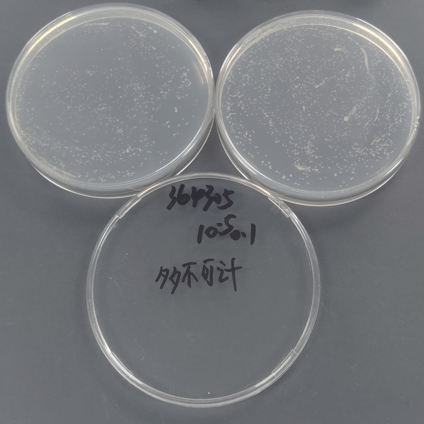 Malmo mycobacteria-BNCC