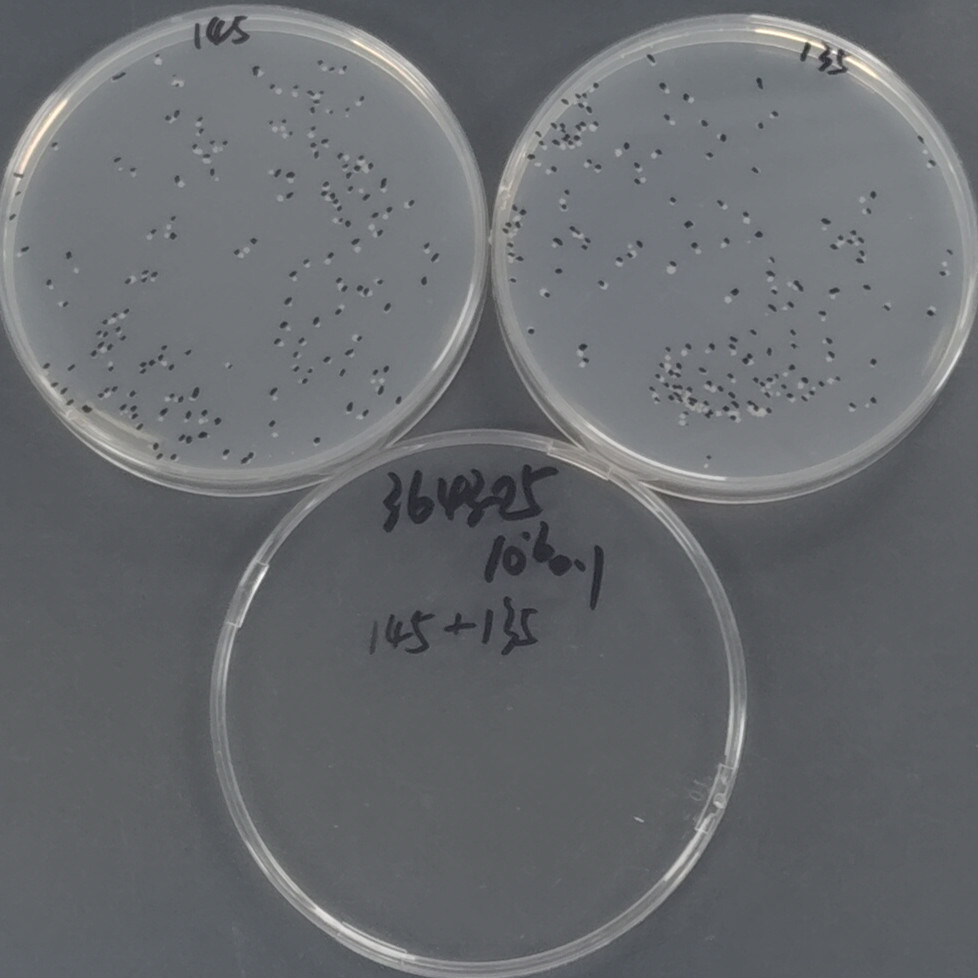 Malmo mycobacteria-BNCC