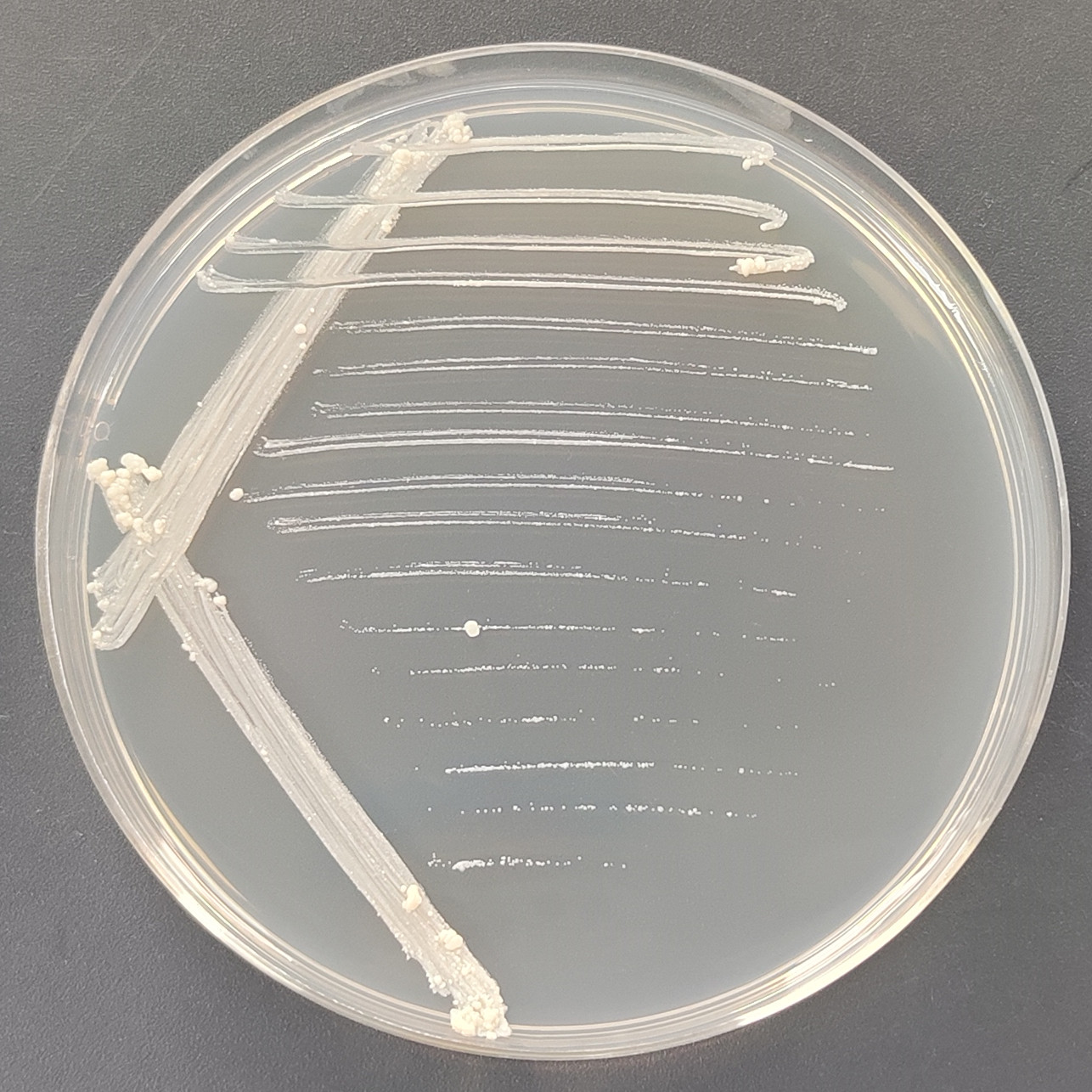 Mycobacterium bovis-BNCC