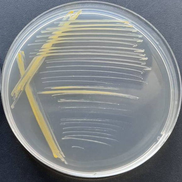 Paraffin mycobacteria-BNCC