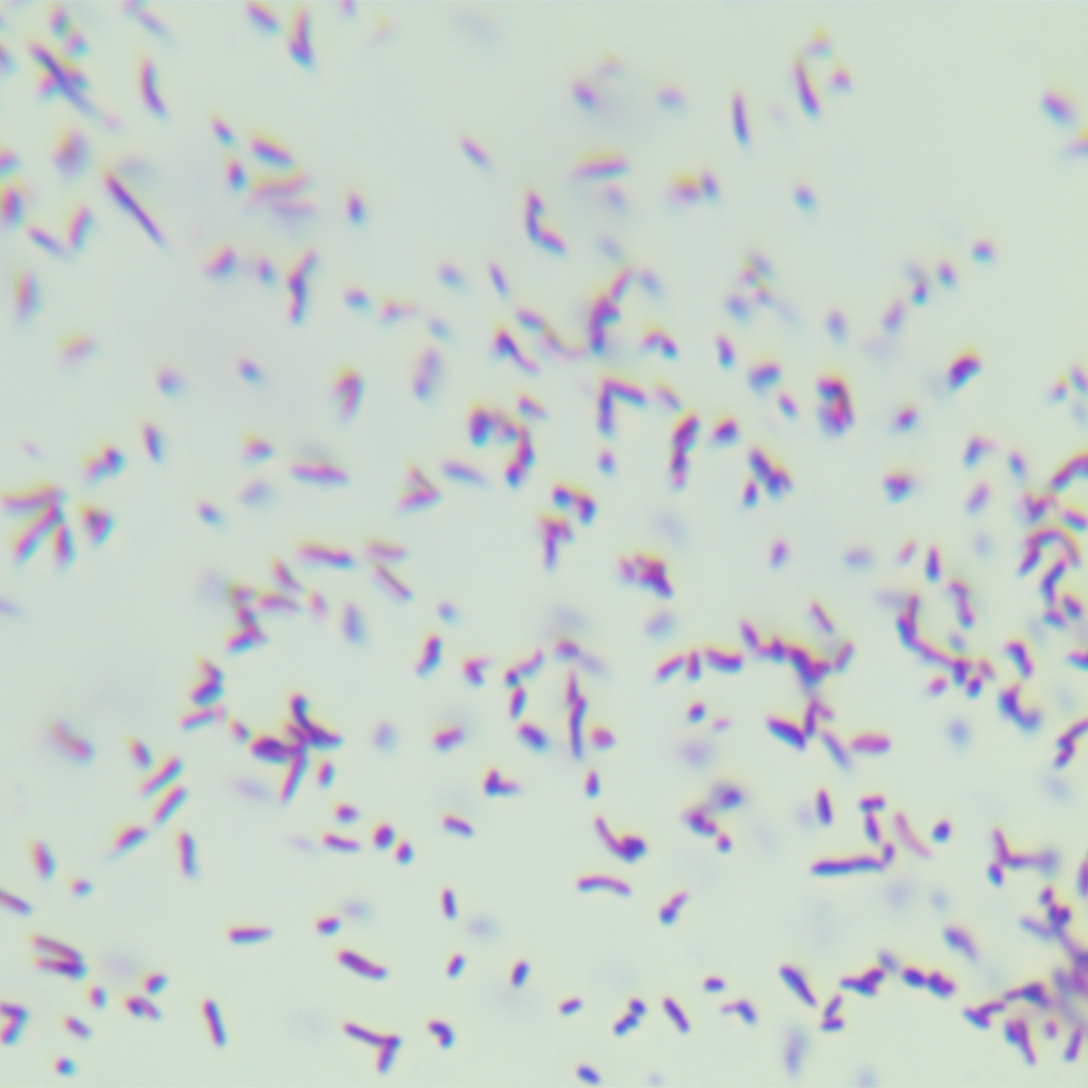 Paraffin mycobacteria-BNCC