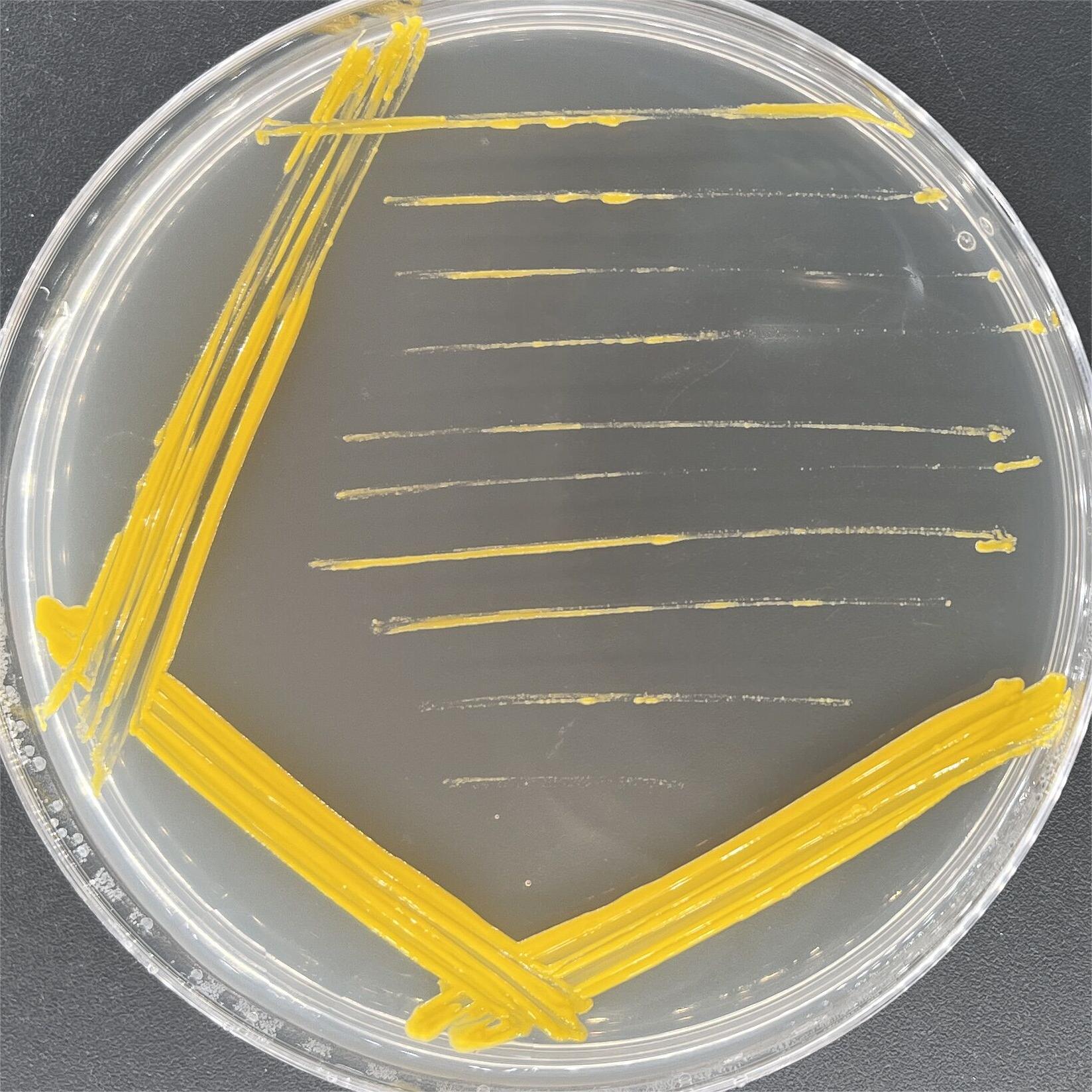 Petrophilic Mycobacterium-BNCC