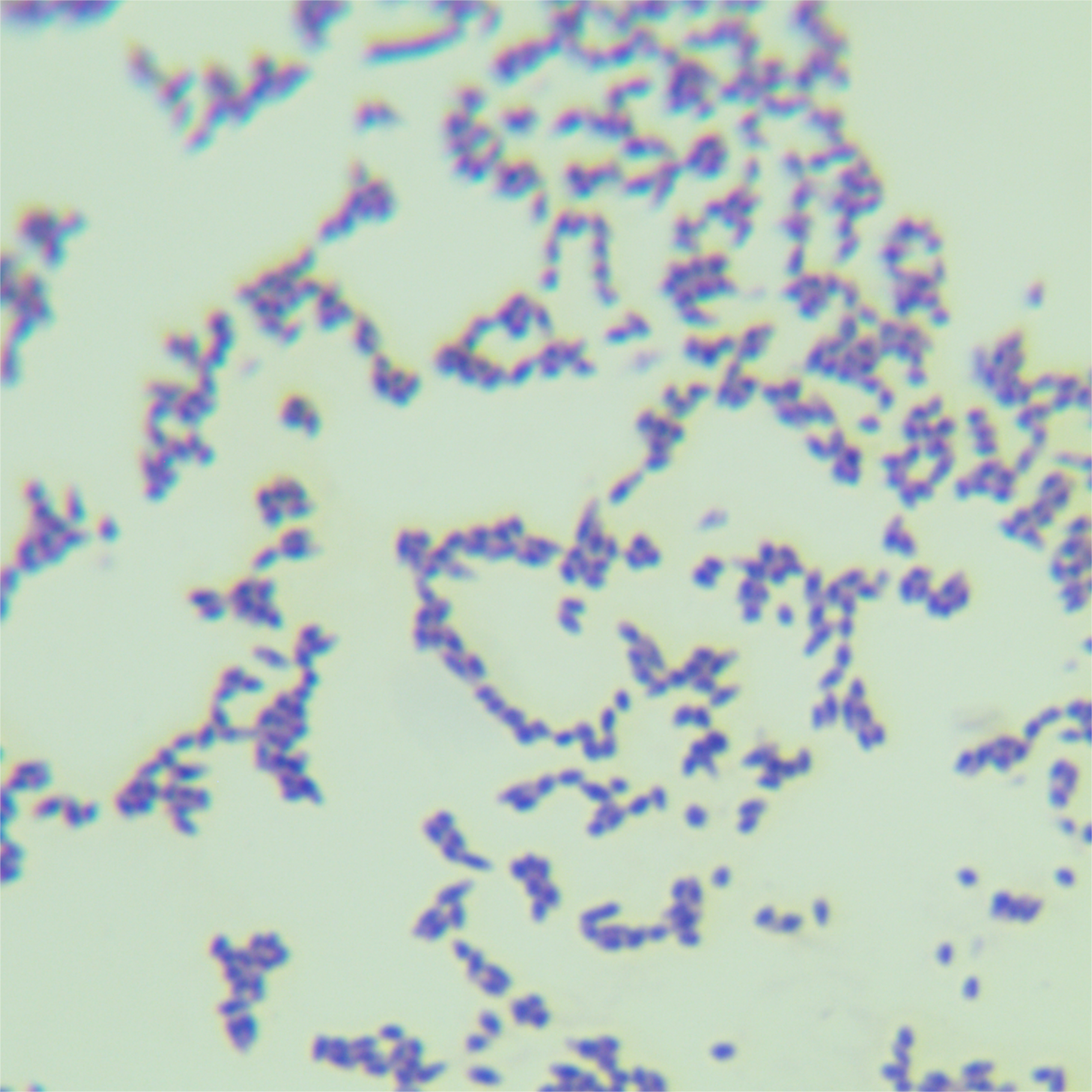 Petrophilic Mycobacterium-BNCC