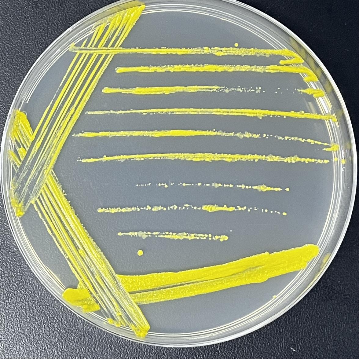 South African mycobacteria-BNCC
