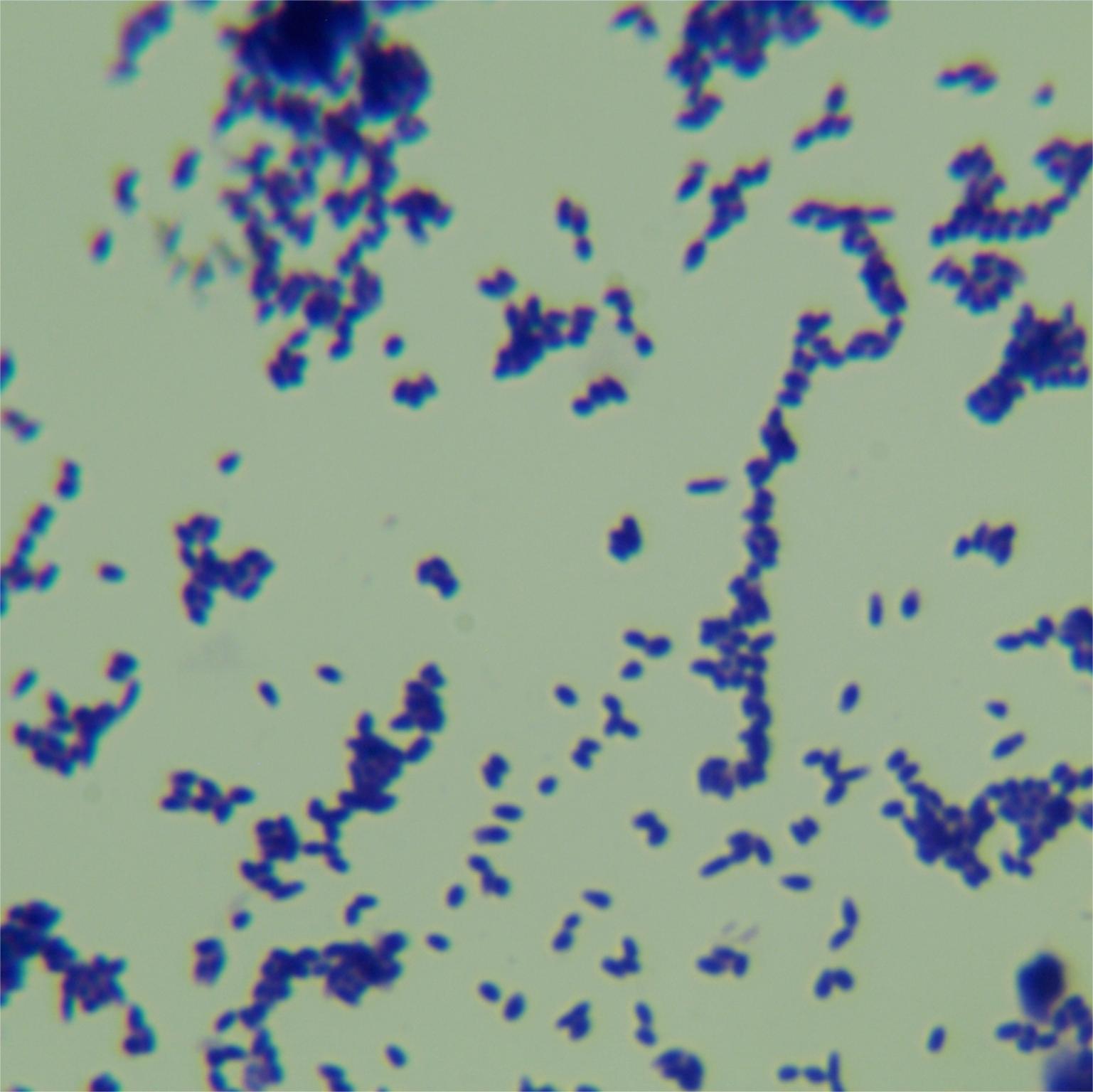 South African mycobacteria-BNCC