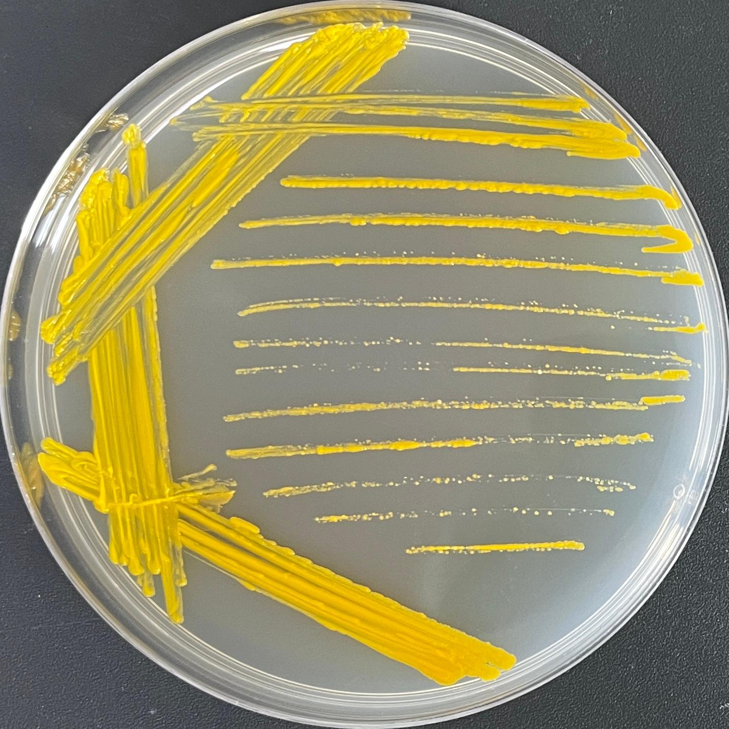 South African mycobacteria-BNCC