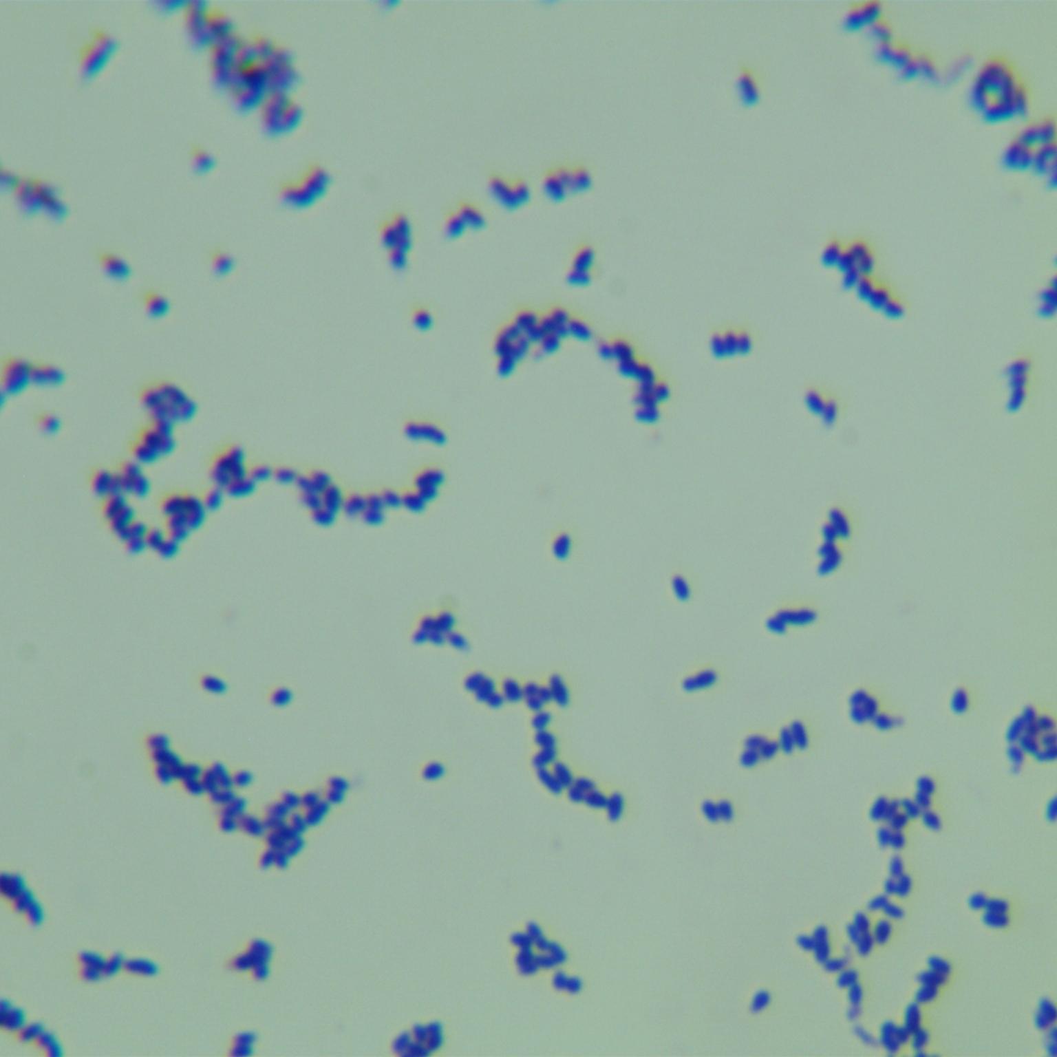 South African mycobacteria-BNCC
