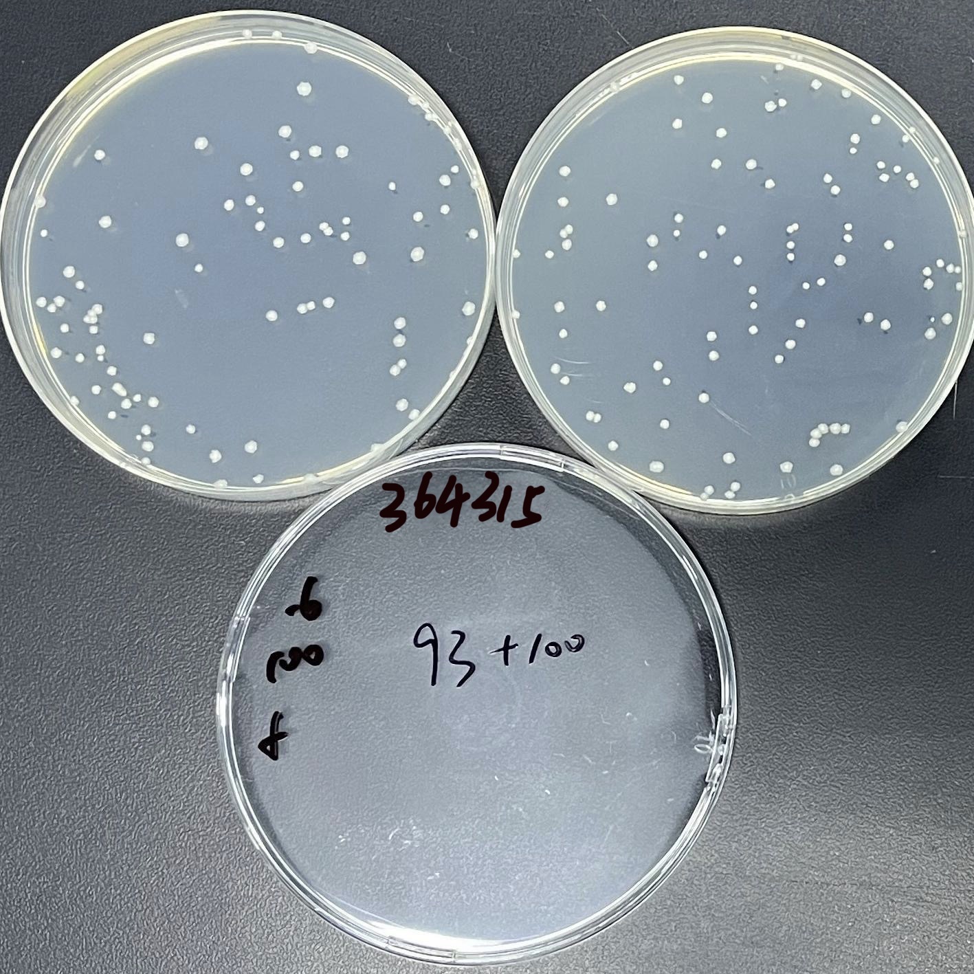 Mycobacterium abscesses subsp. abscesses-BNCC