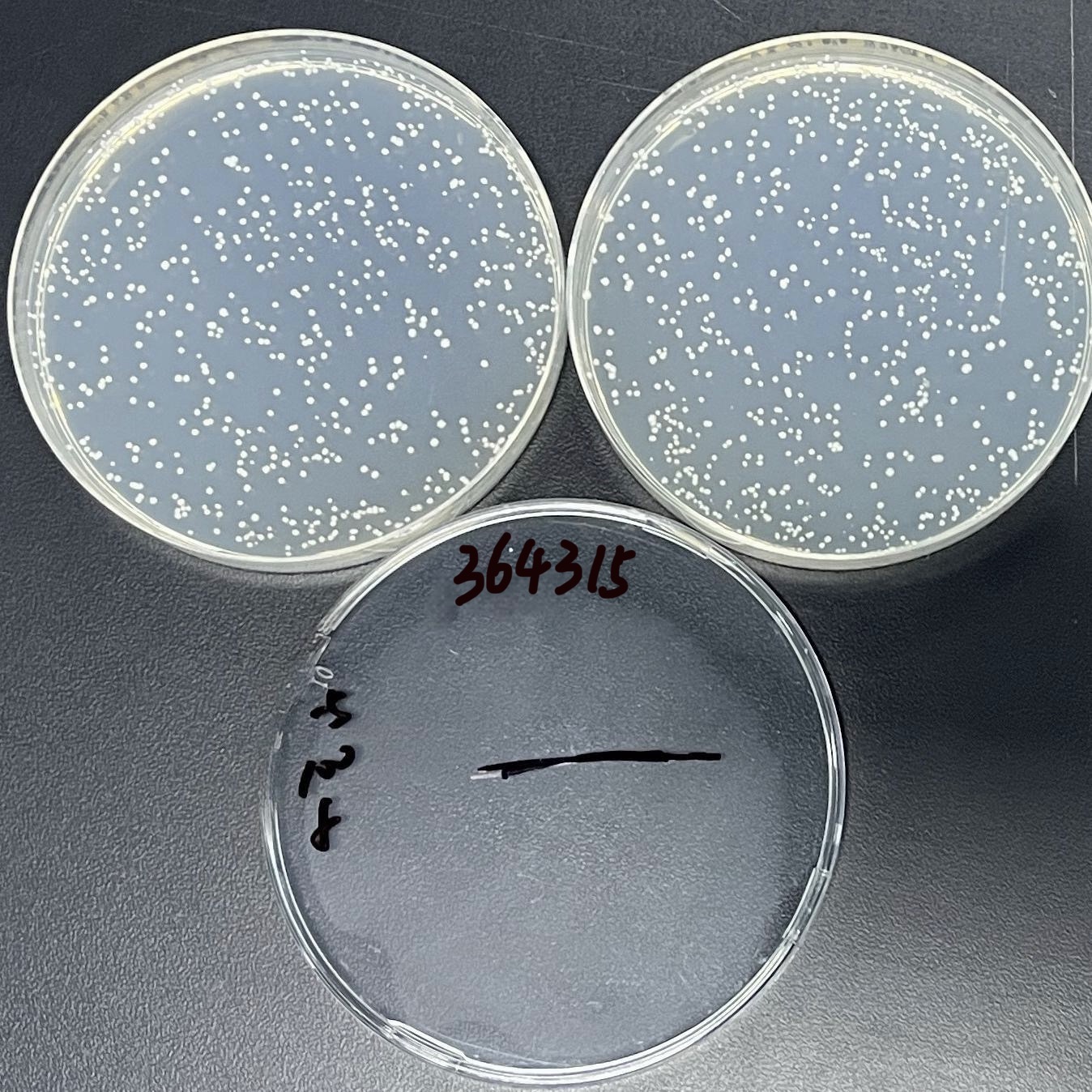 Mycobacterium abscesses subsp. abscesses-BNCC