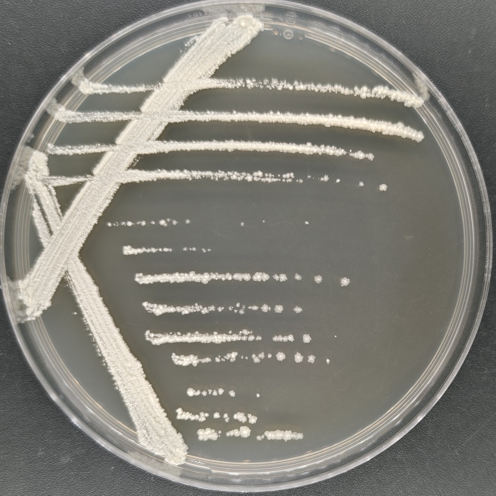 Occasional mycobacteria subspecies of acetamide-BNCC