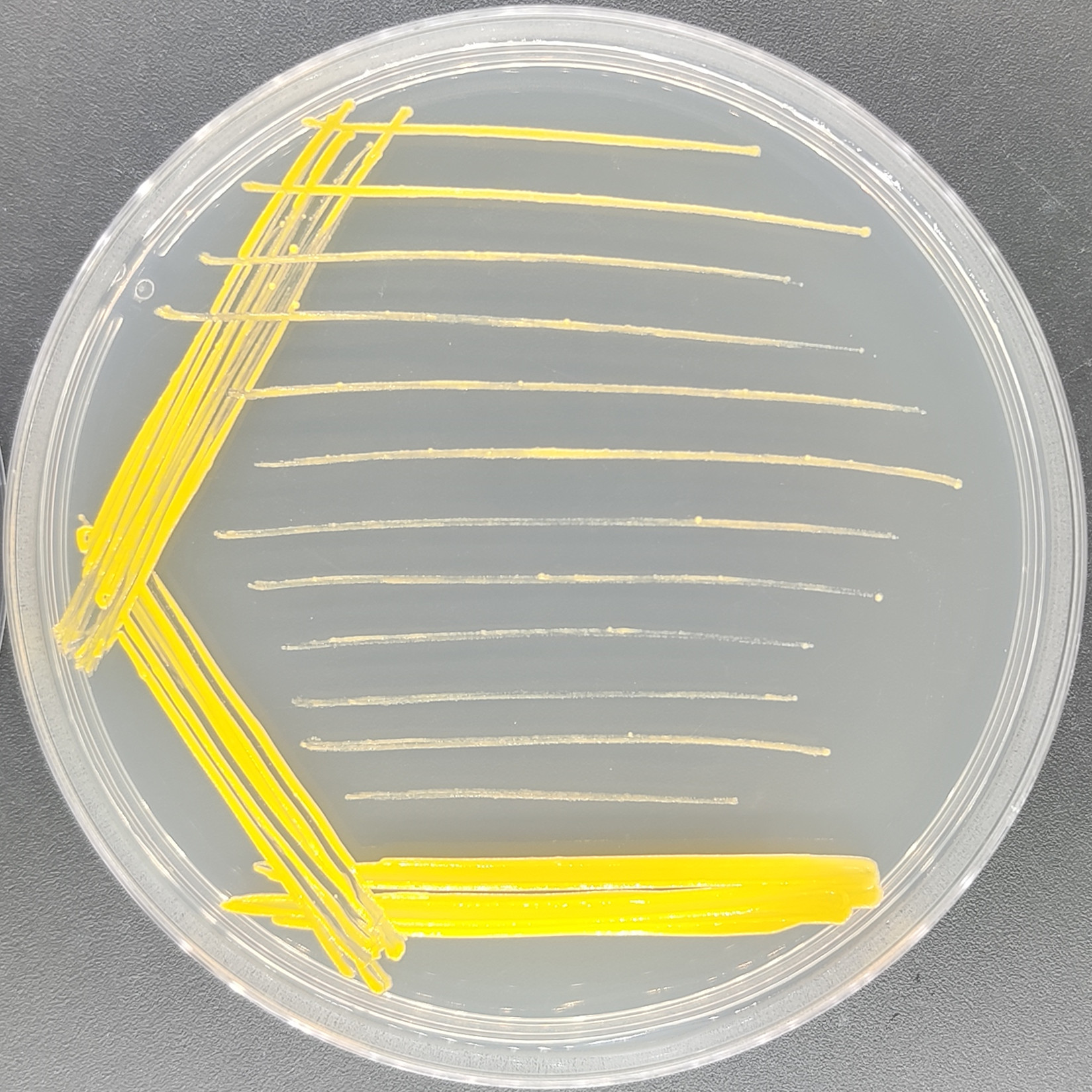 Rhodesian mycobacteria-BNCC