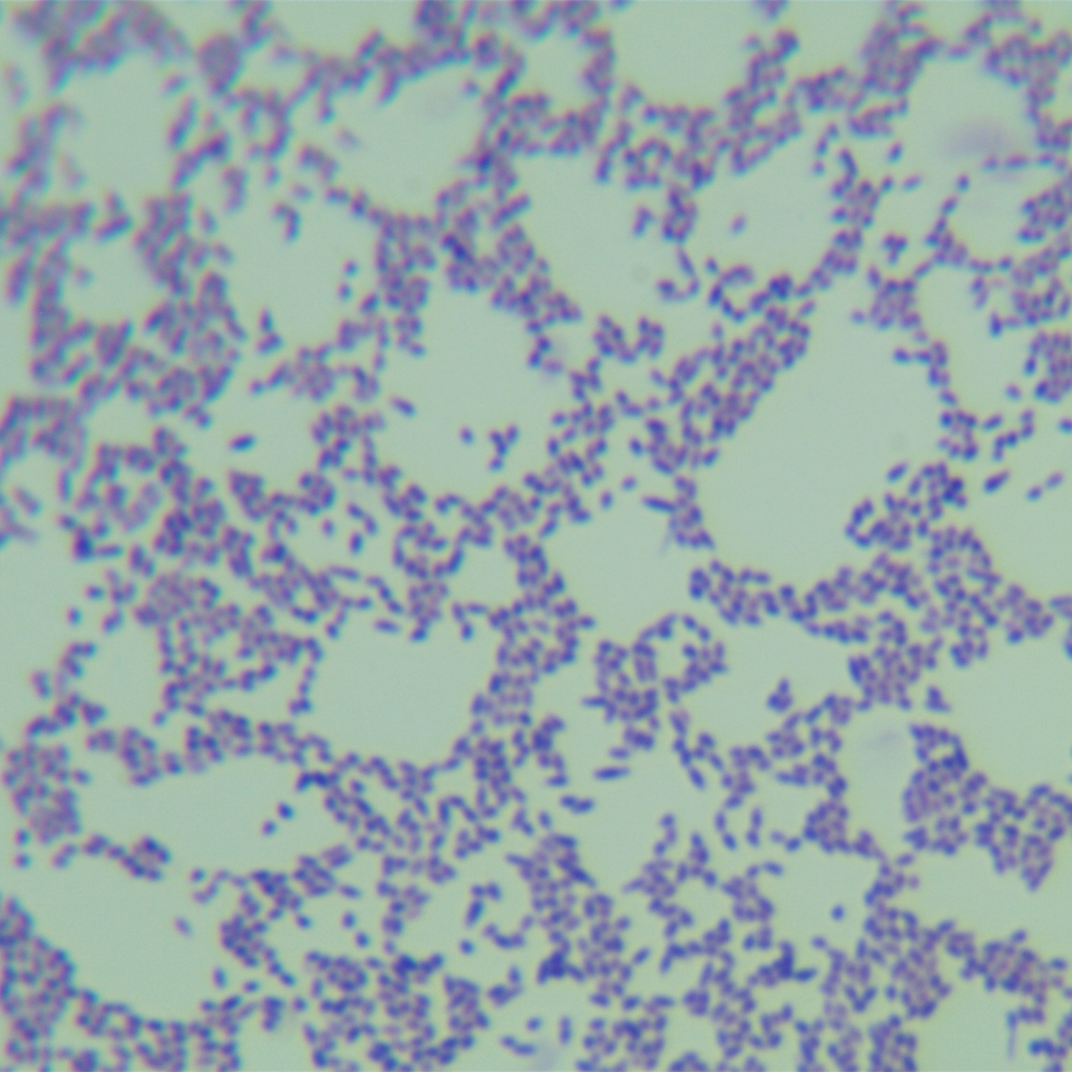 Rhodesian mycobacteria-BNCC