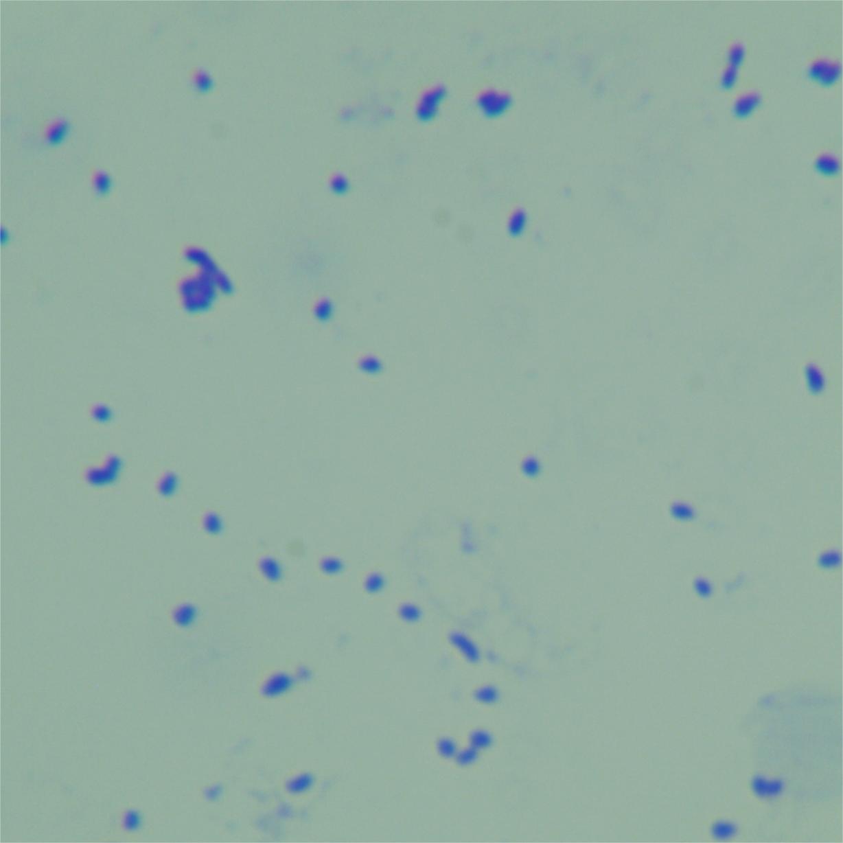 Du's mycobacteria-BNCC