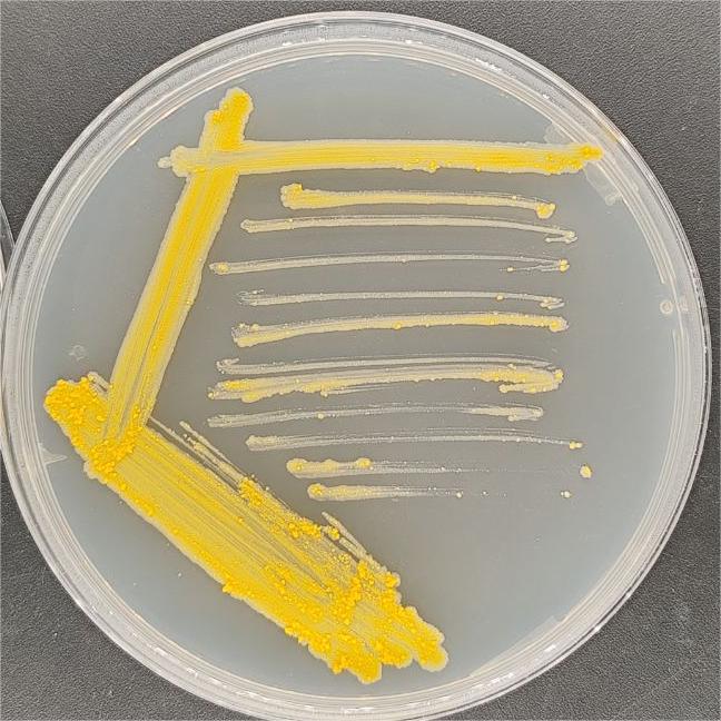 Du's mycobacteria-BNCC