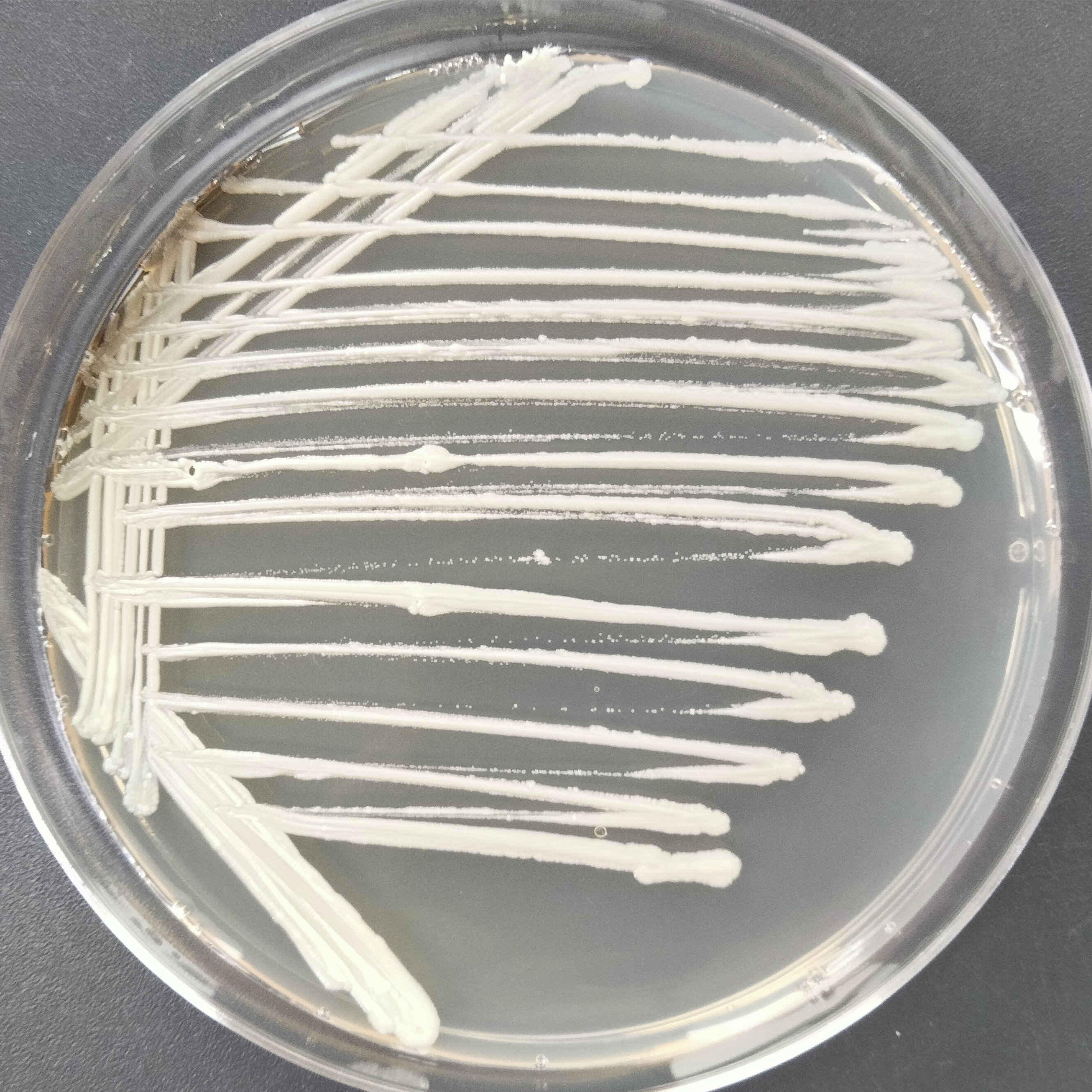 Wolbachia-BNCC